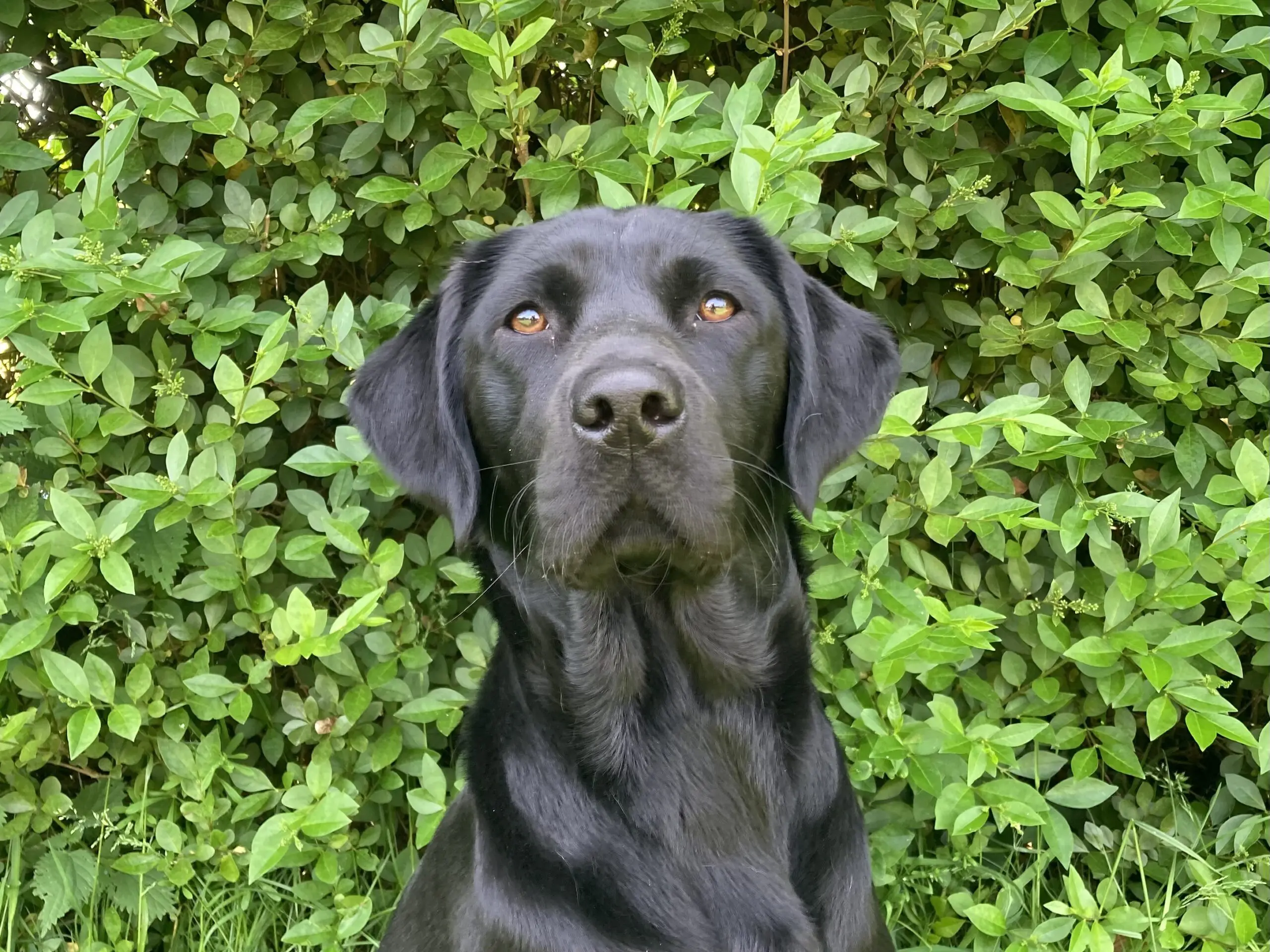 portret van zwarte hond voor een heg