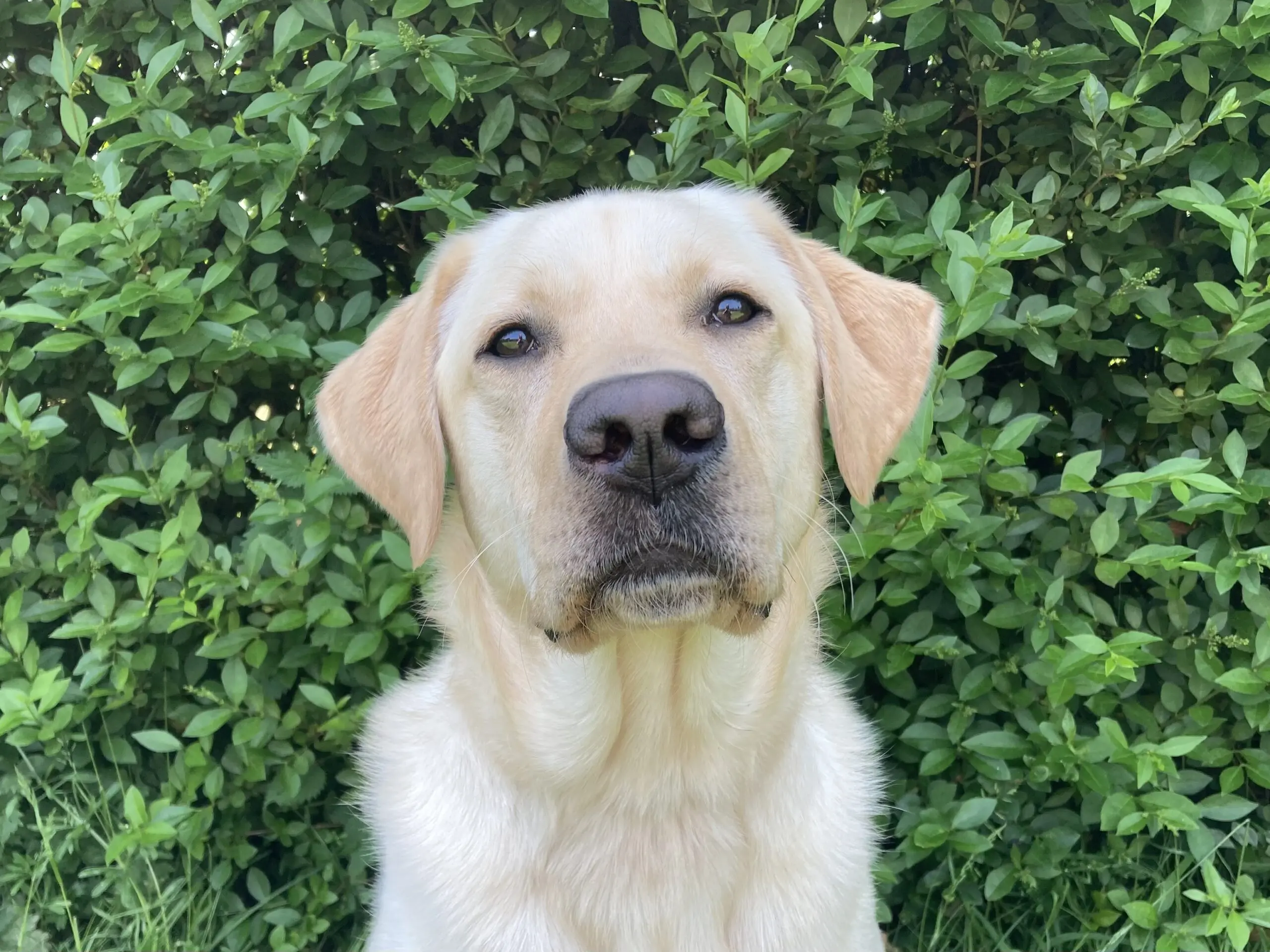portret van blonde hond voor een heg
