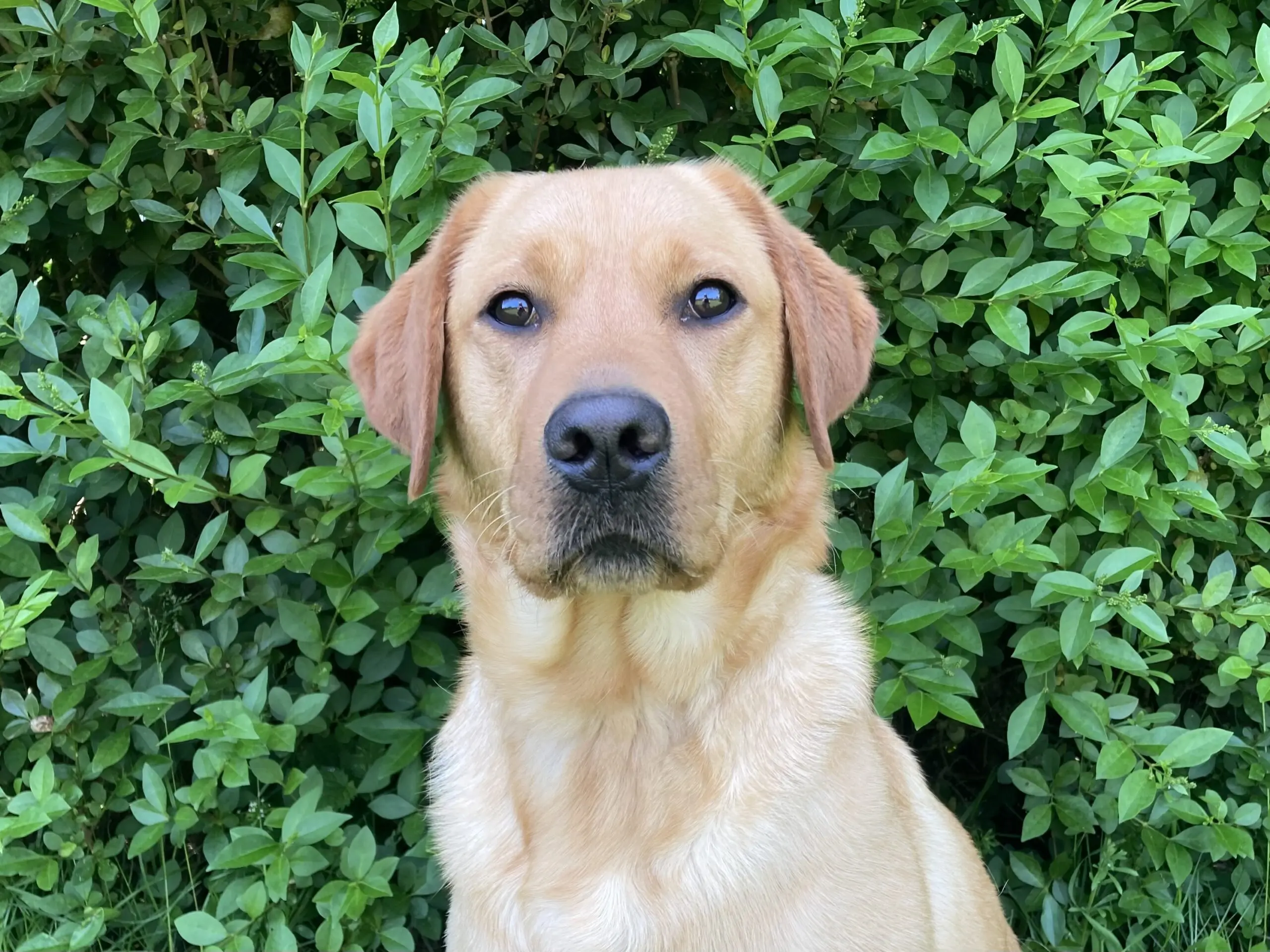 portret van blonde hond voor een heg