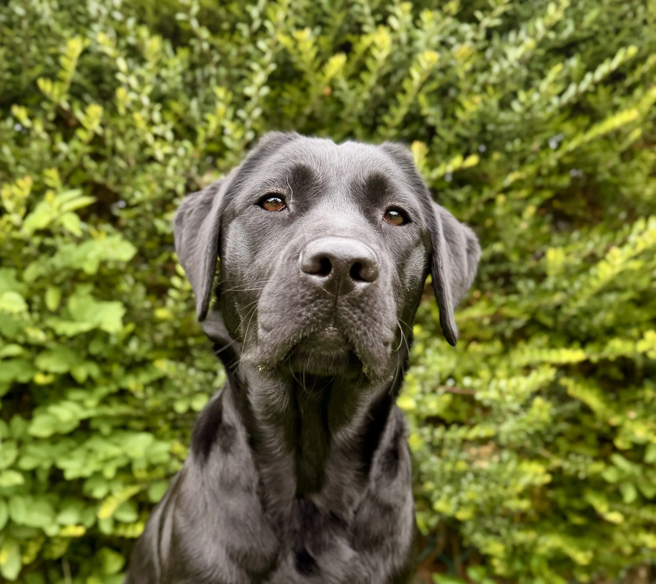 portret van zwarte hond voor een heg