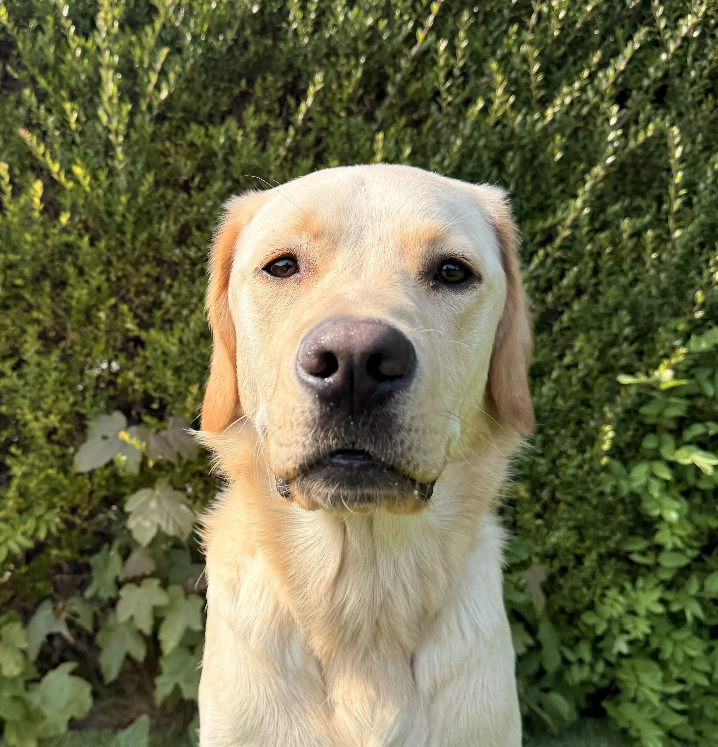 portret van blonde hond voor een heg