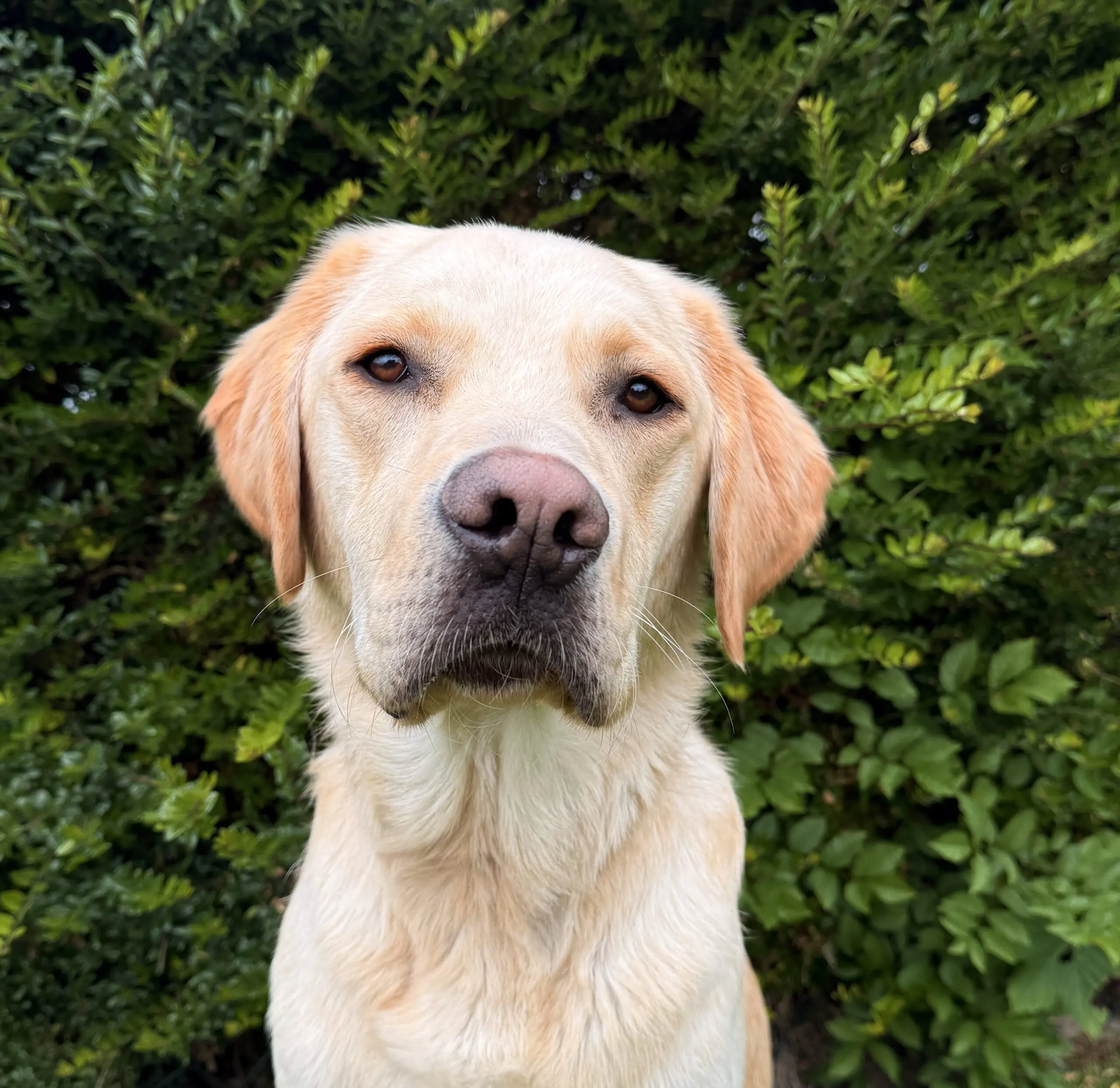 portret van blonde hond voor een heg