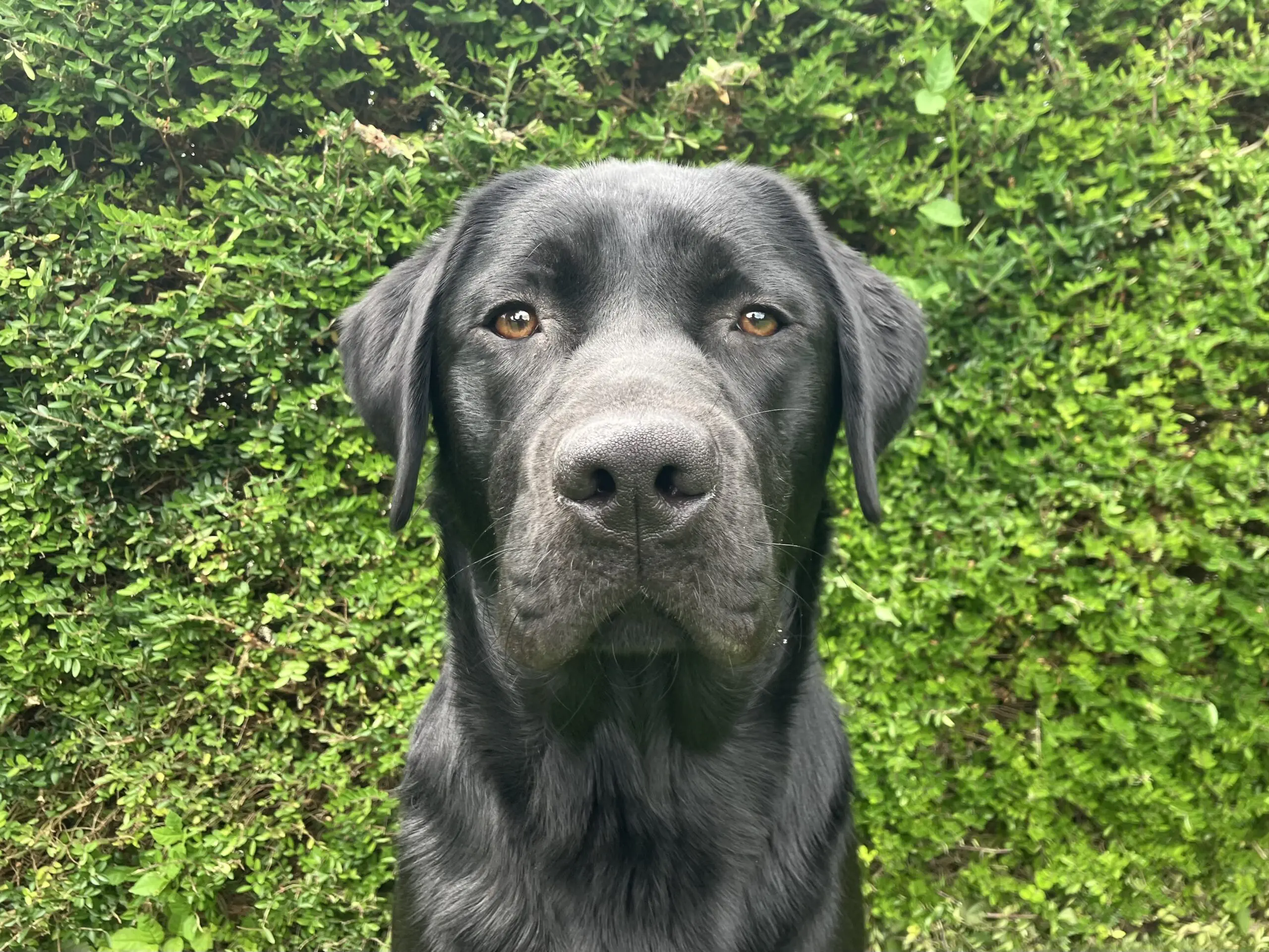 portret van zwarte hond voor een heg