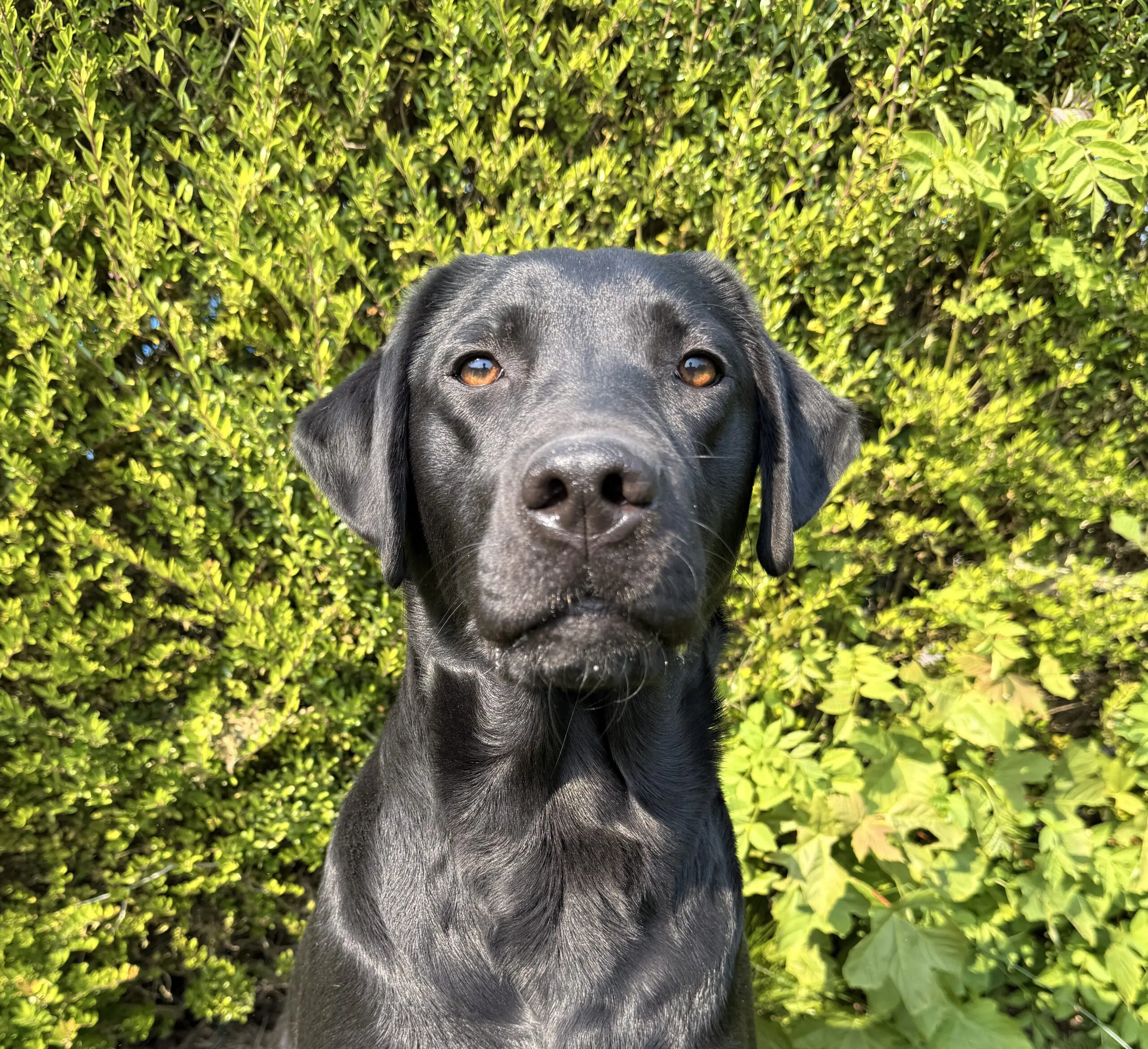portret van zwarte hond voor een heg