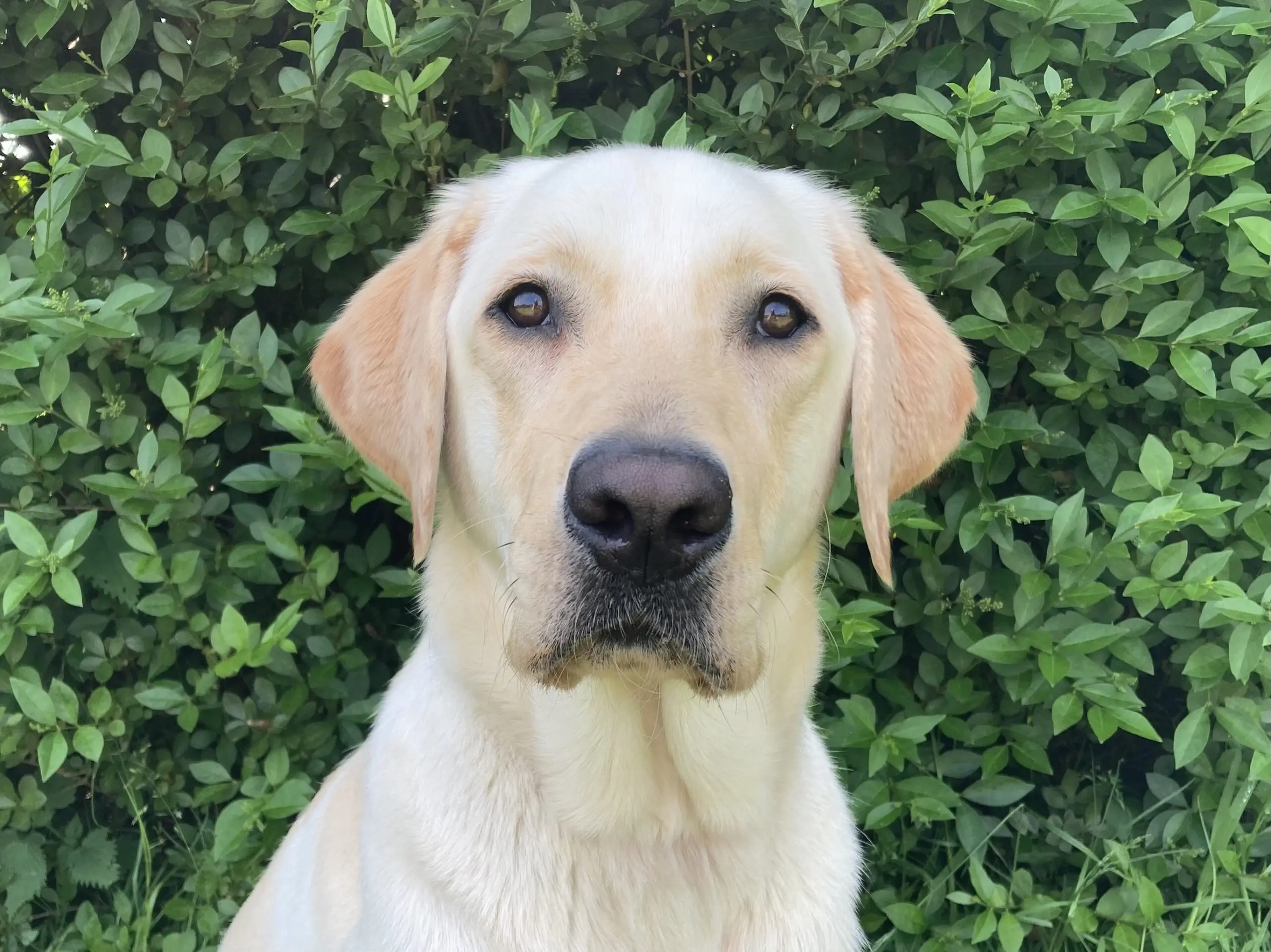 portret van blonde hond voor een heg