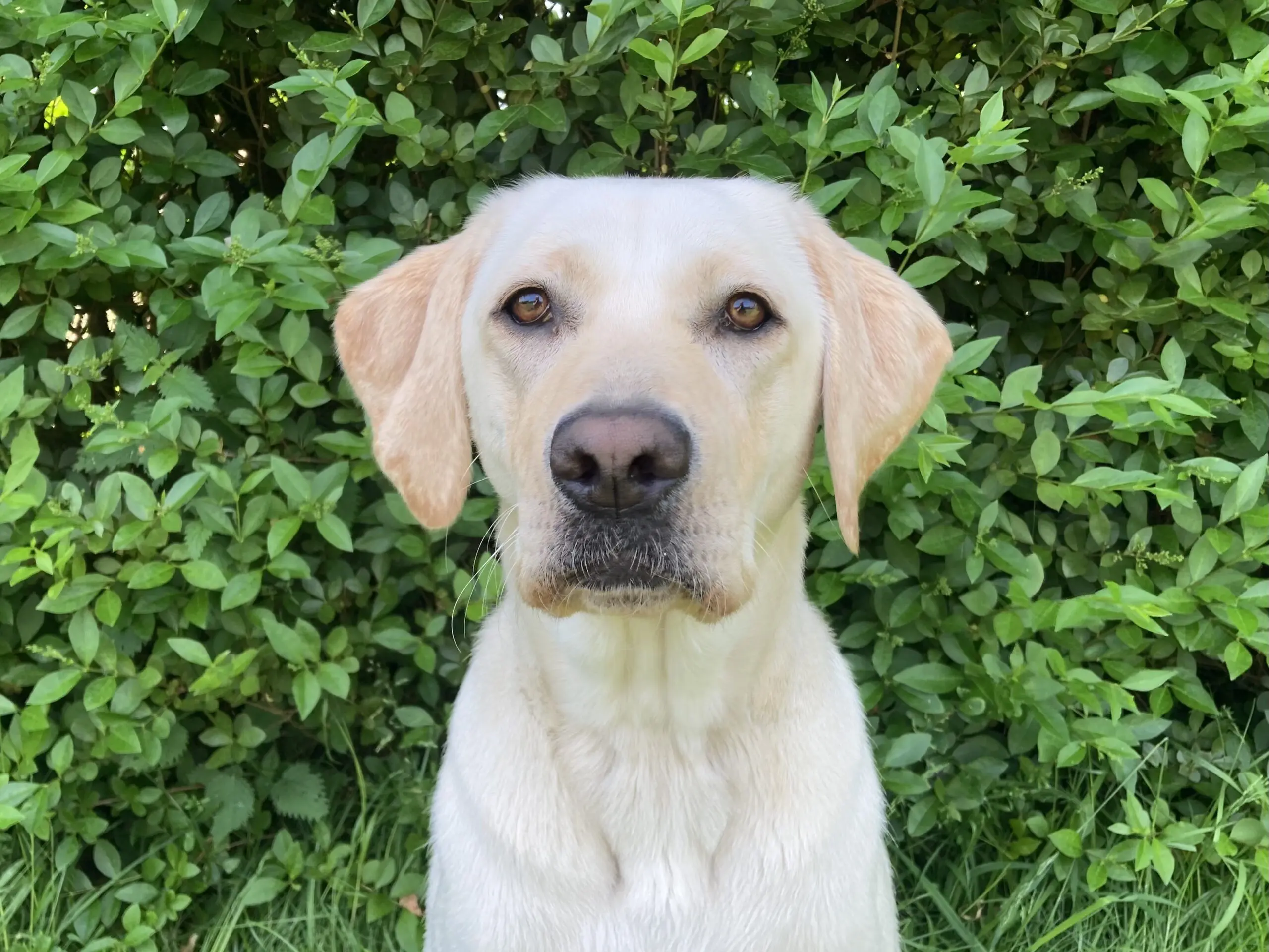 portret van blonde hond voor een heg