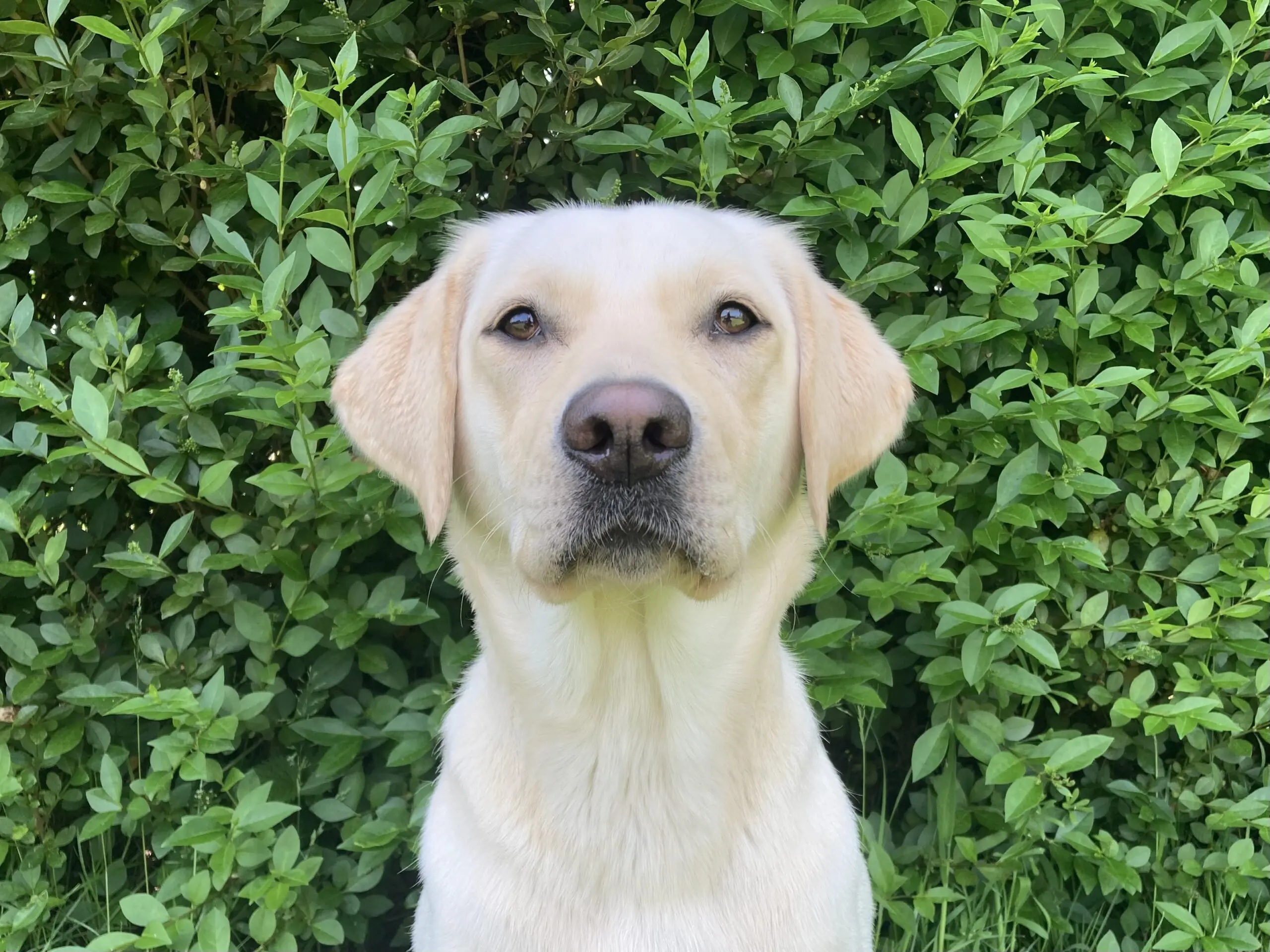 portret van blonde hond voor een heg