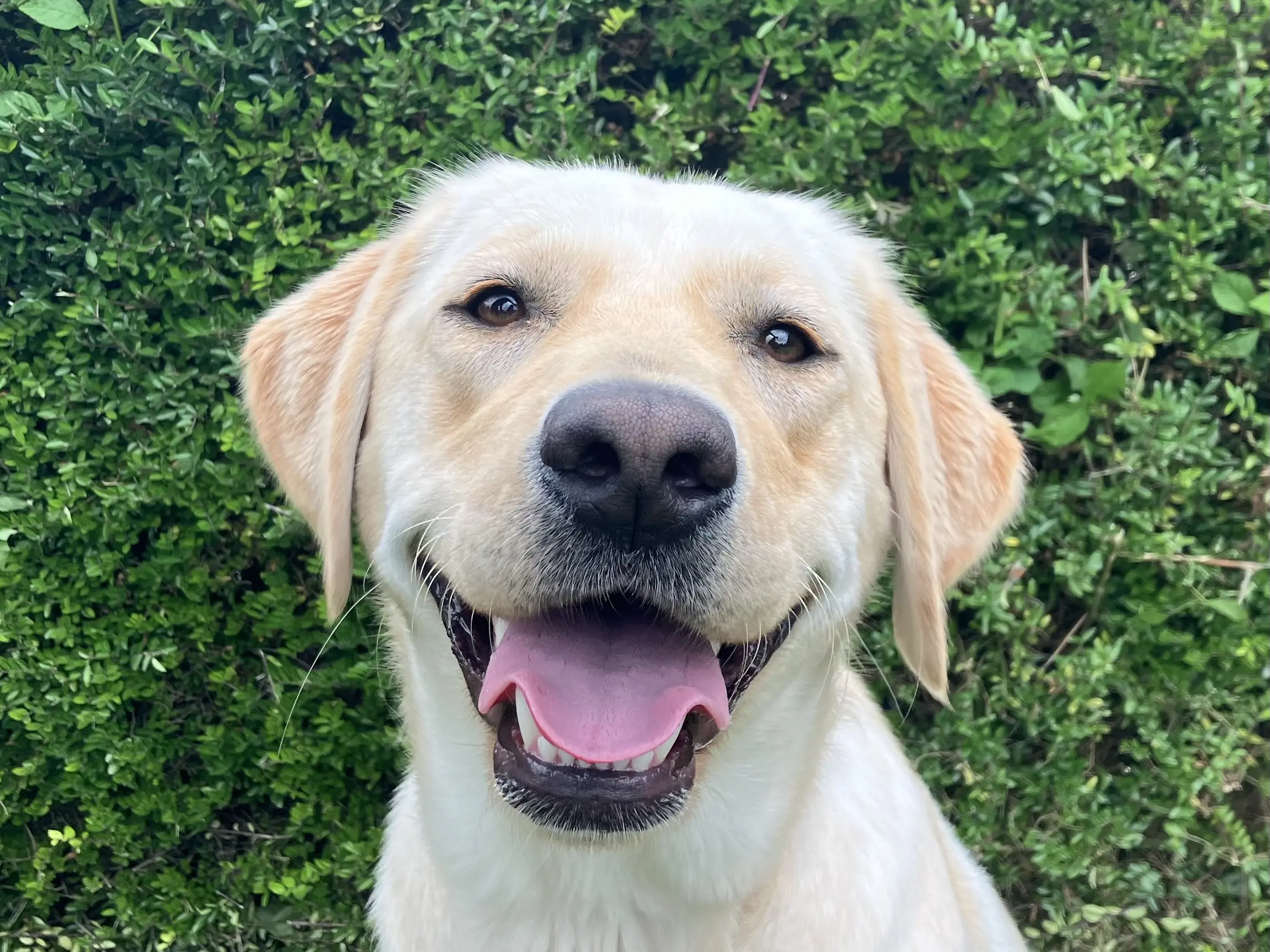 portret van blonde hond voor een heg