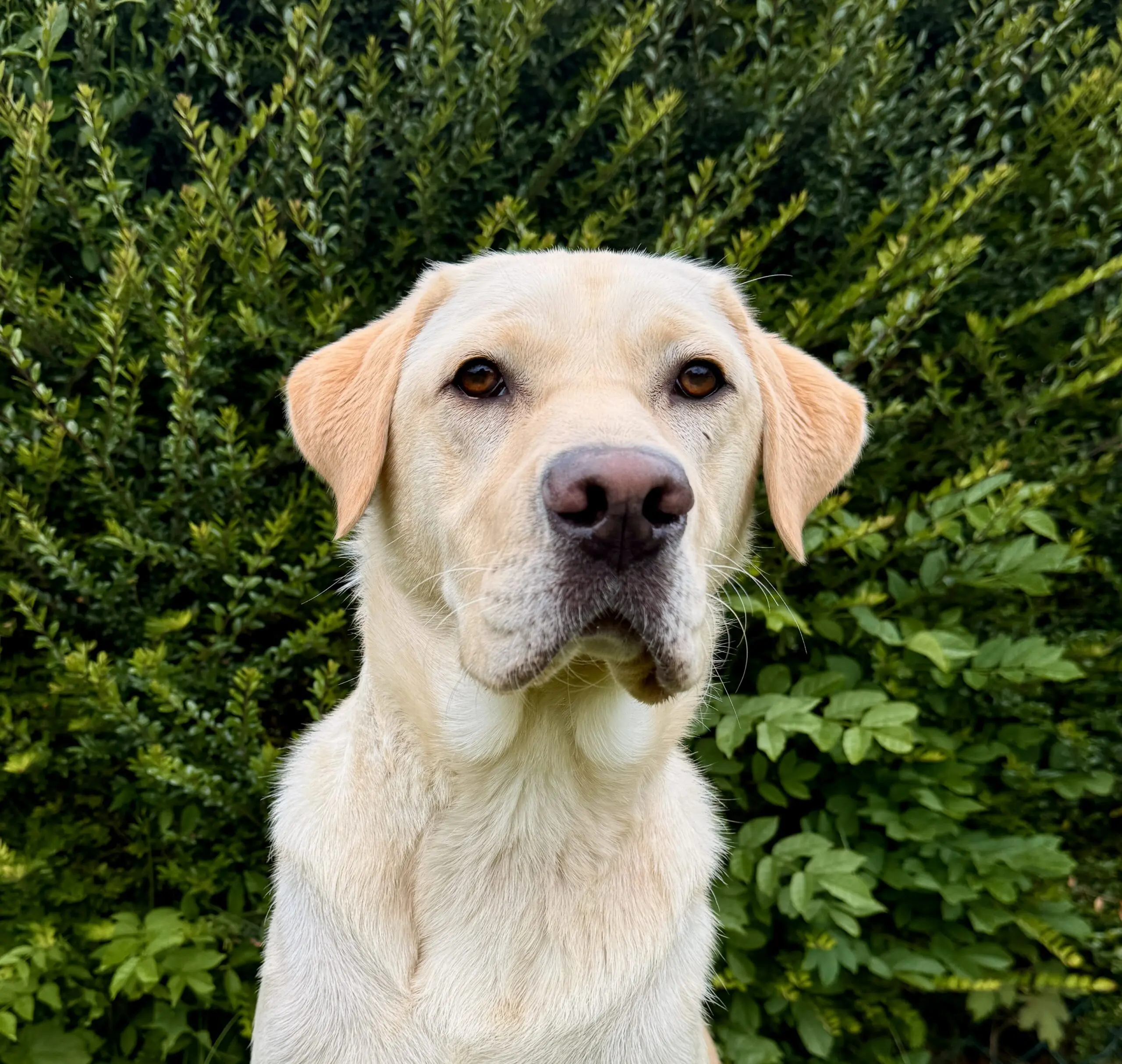 portret van blonde hond voor een heg
