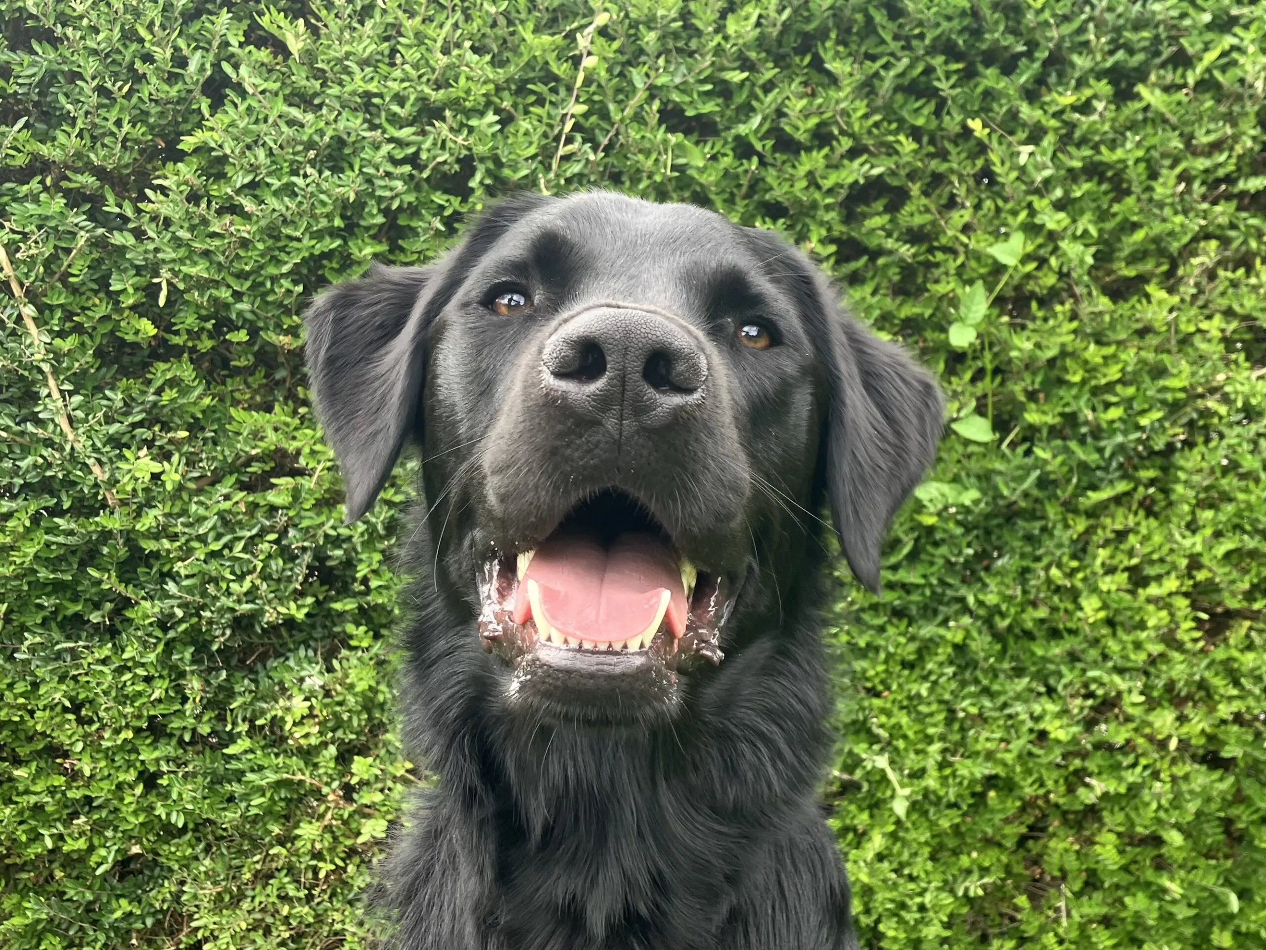portret van zwarte hond voor een heg