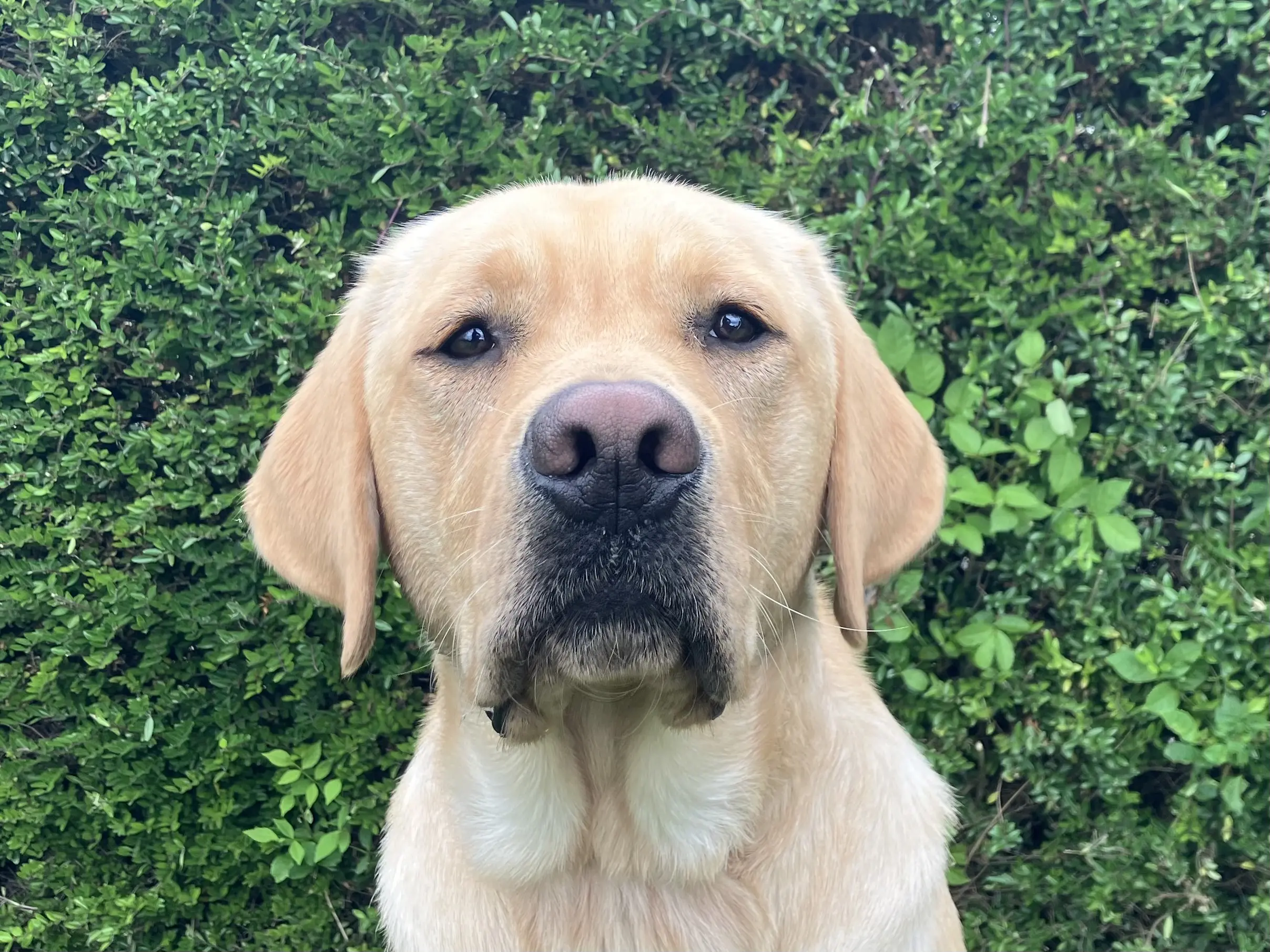 portret van blonde hond voor een heg