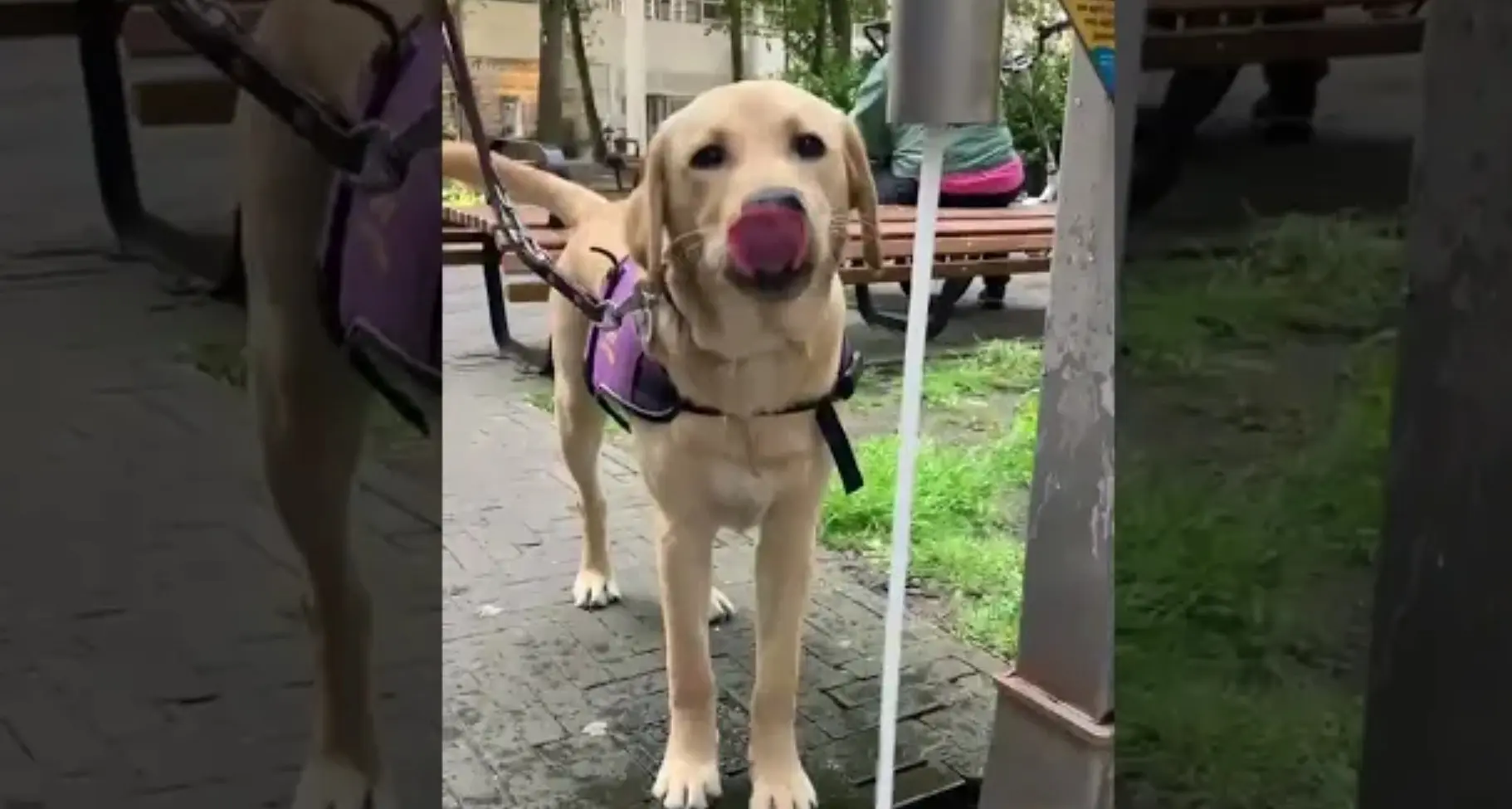 jonge hond drinkt water uit kraan op straat