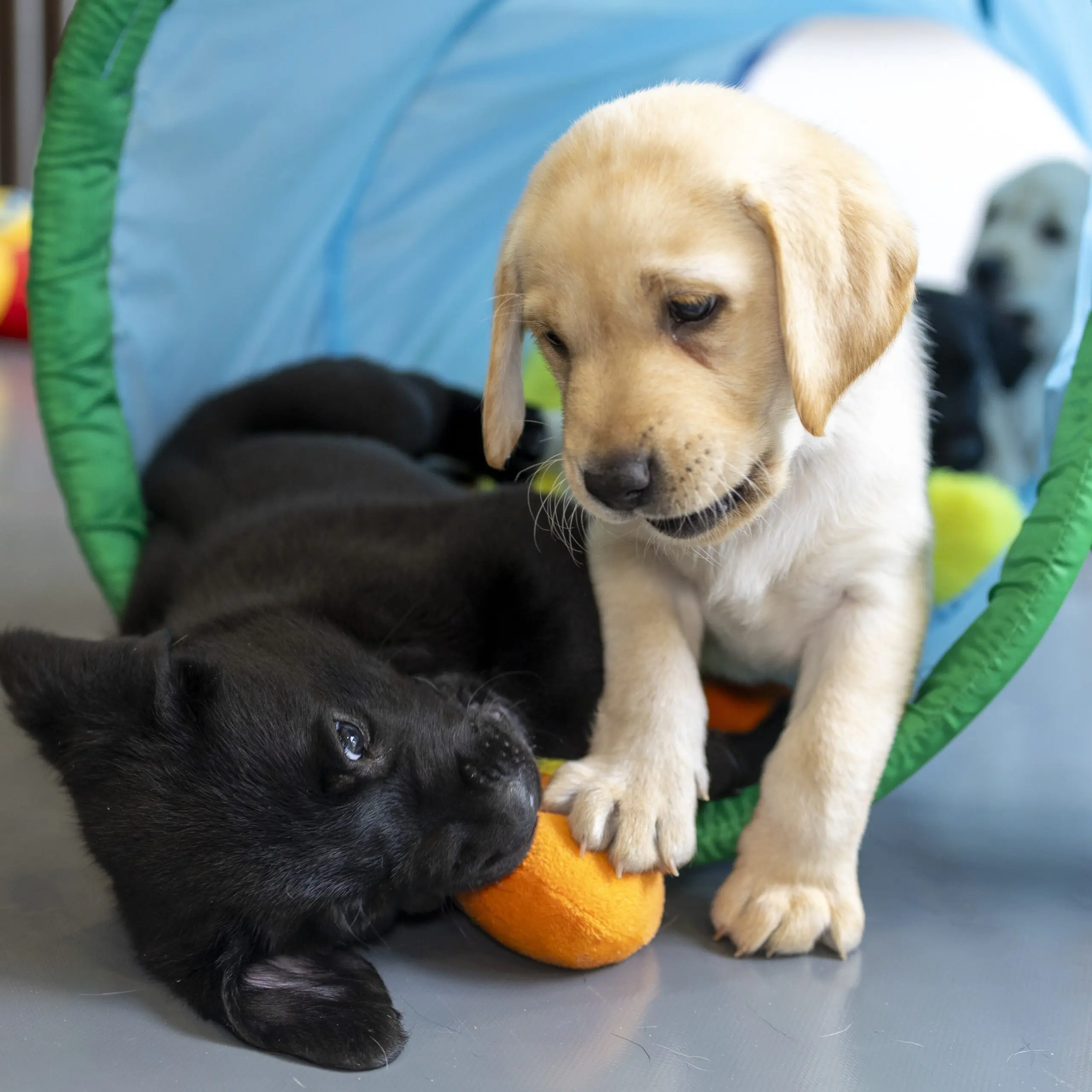 Blonde en zwarte pup spelen in ren fokgastgezin