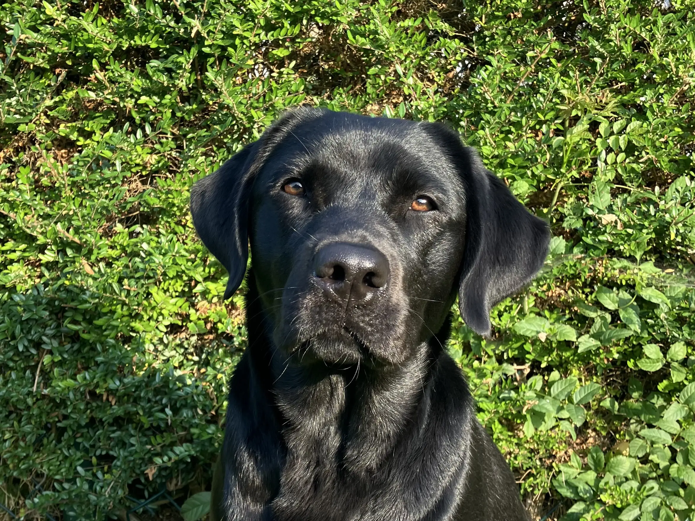 portretfoto van zwarte hond voor heg buiten