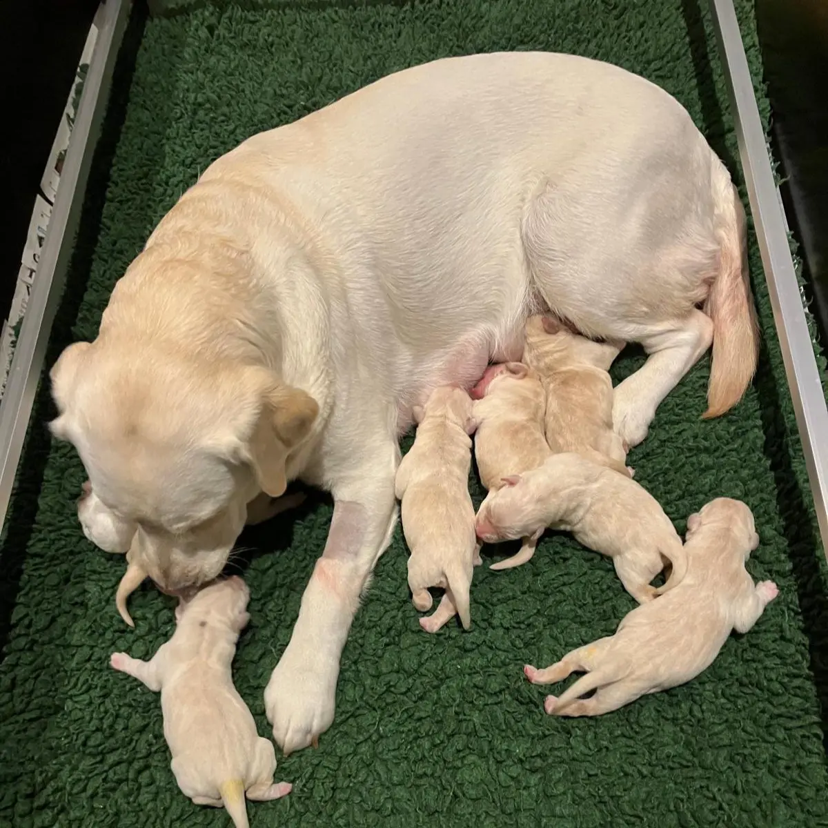 Moederhond Bisca, een blonden labrador, ligt in de werpkist met haar pasgeboren pups om zich heen