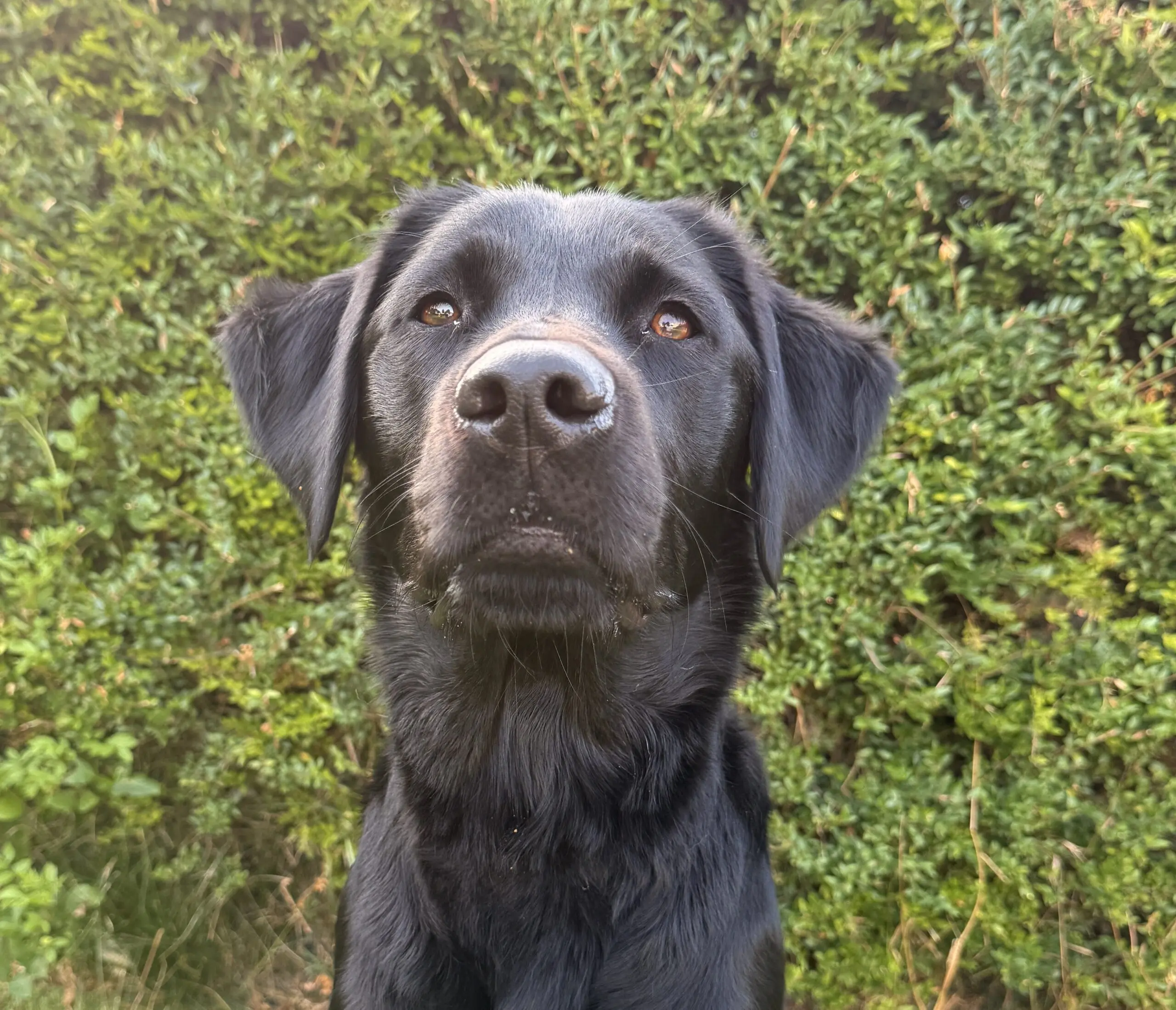 portretfoto van zwarte hond voor heg buiten