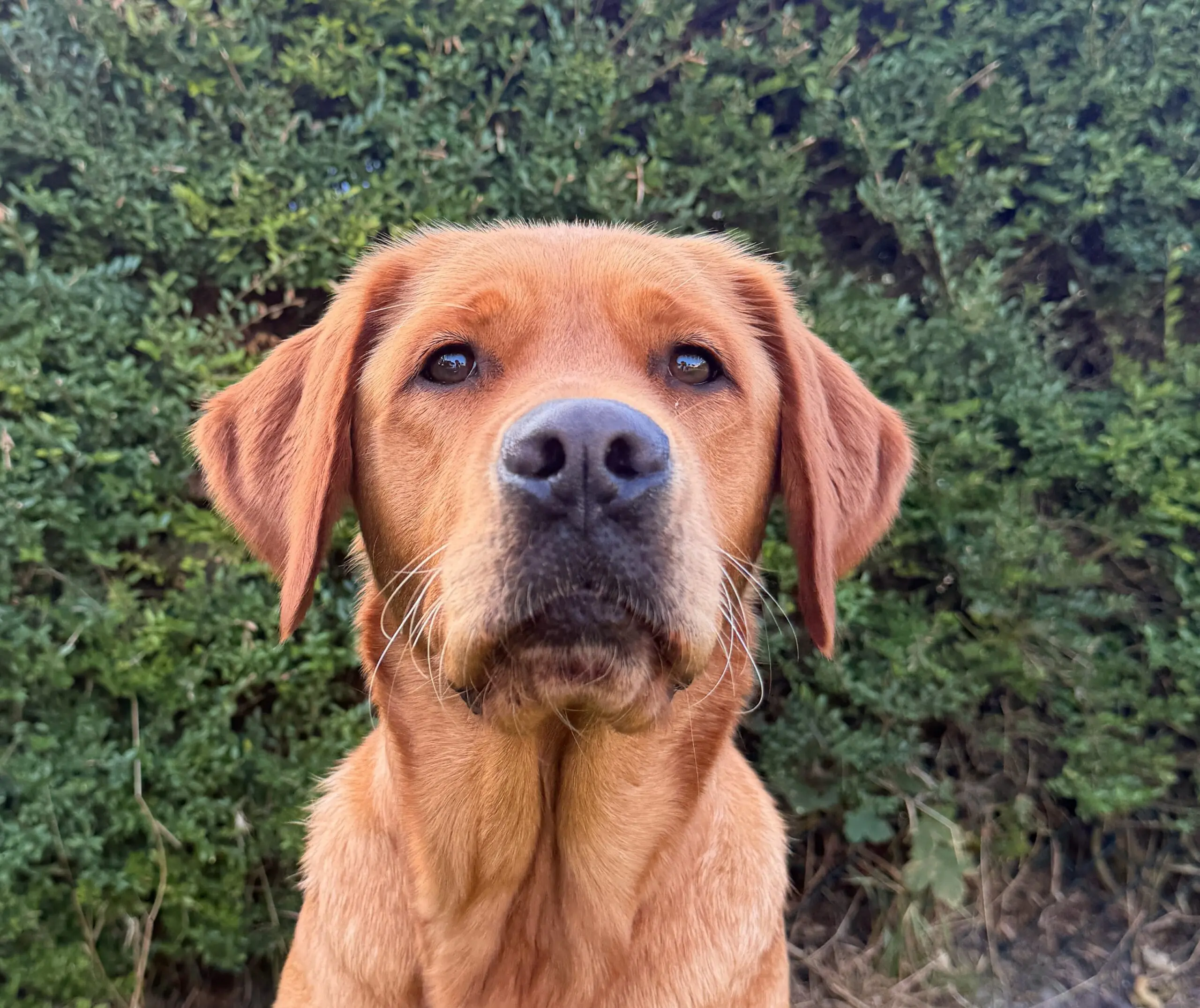 portretfoto van goudkleurige hond voor heg buiten