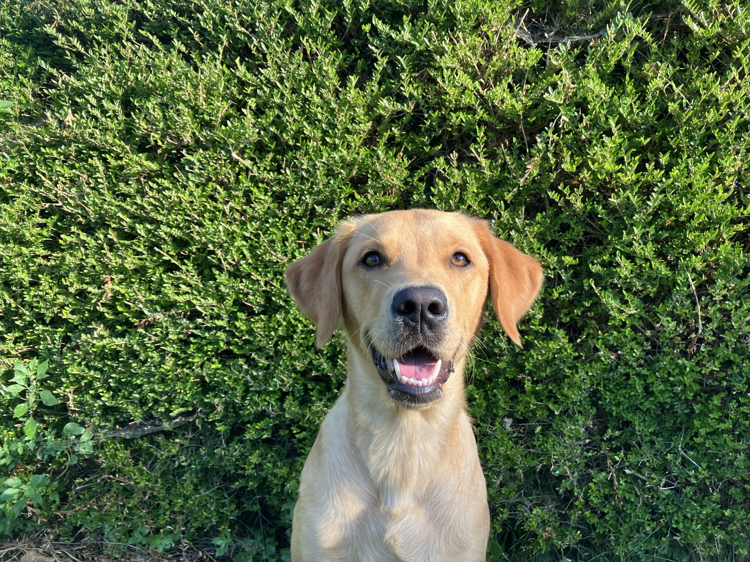 portretfoto van blonde hond voor heg buiten
