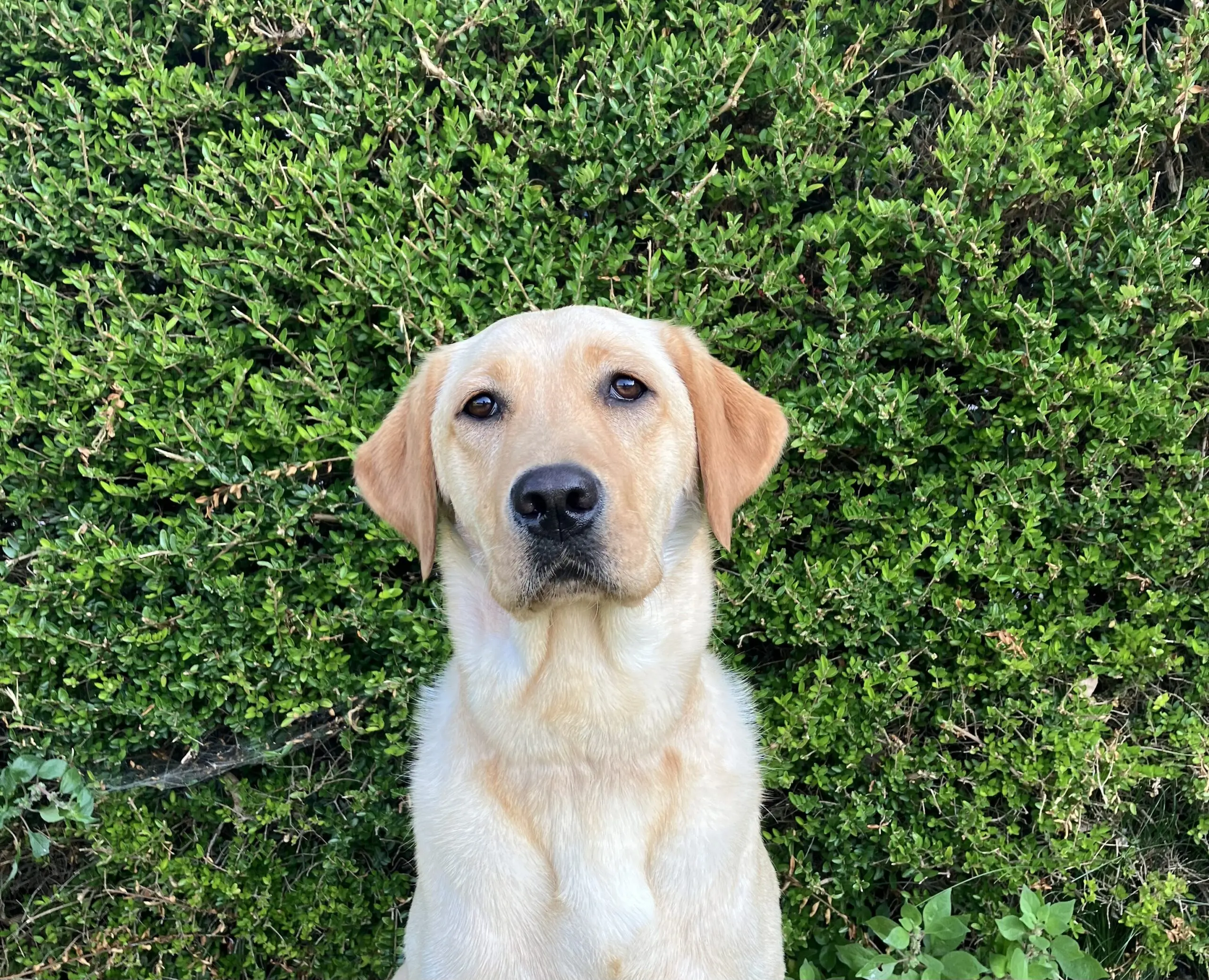 portretfoto van blonde hond voor heg buiten