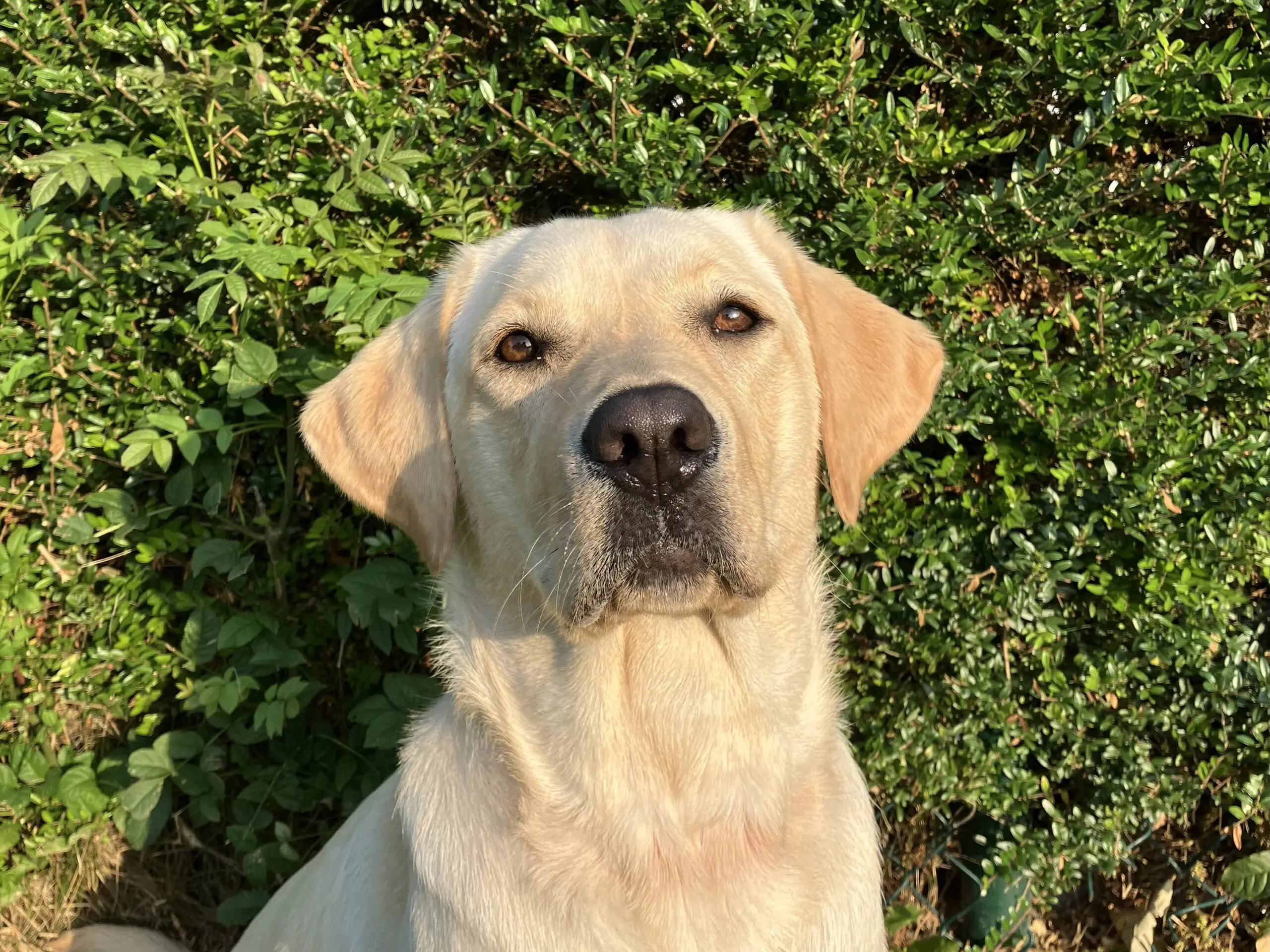 portretfoto van blonde hond voor heg buiten