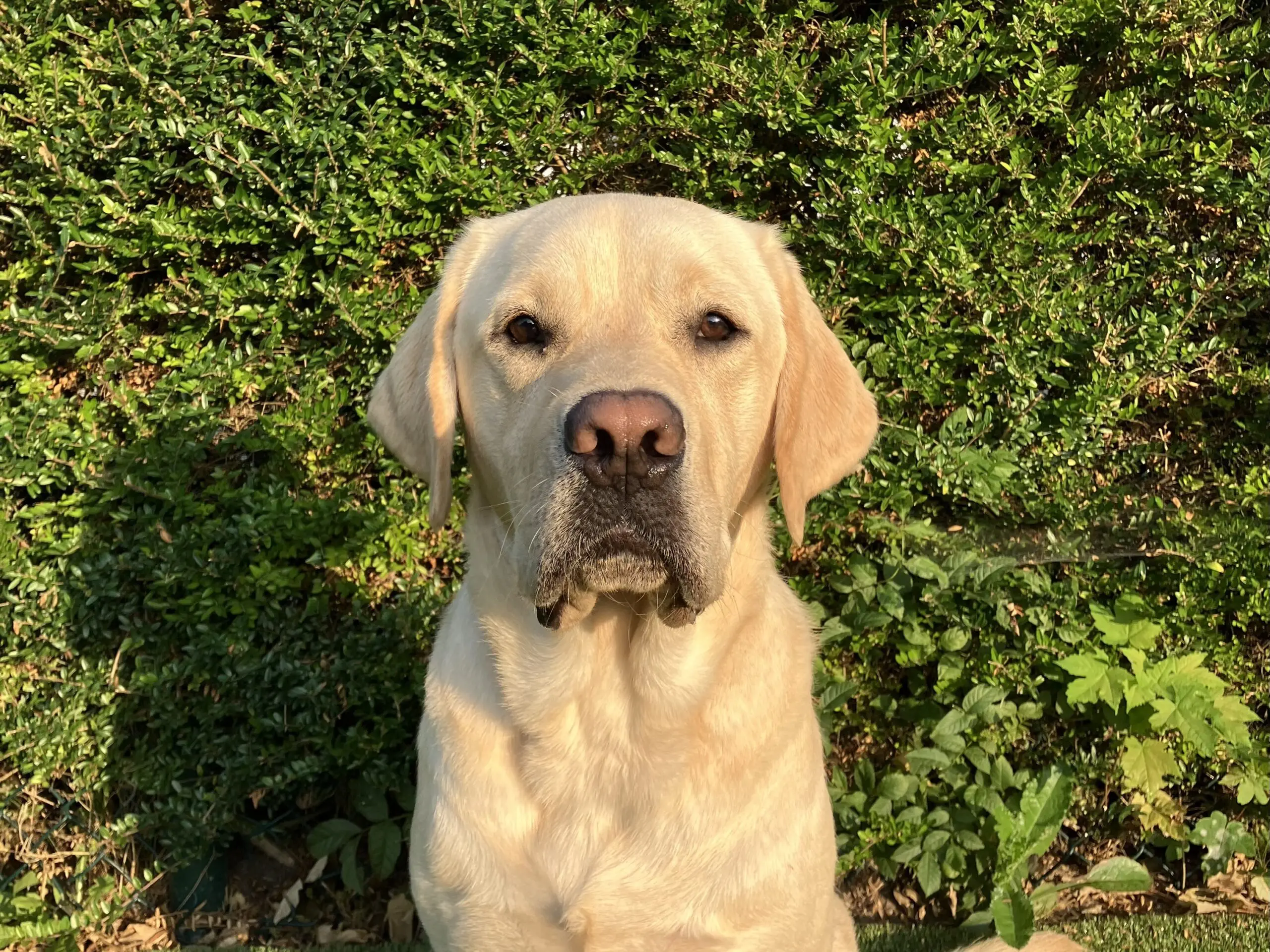 portretfoto van blonde hond voor heg buiten