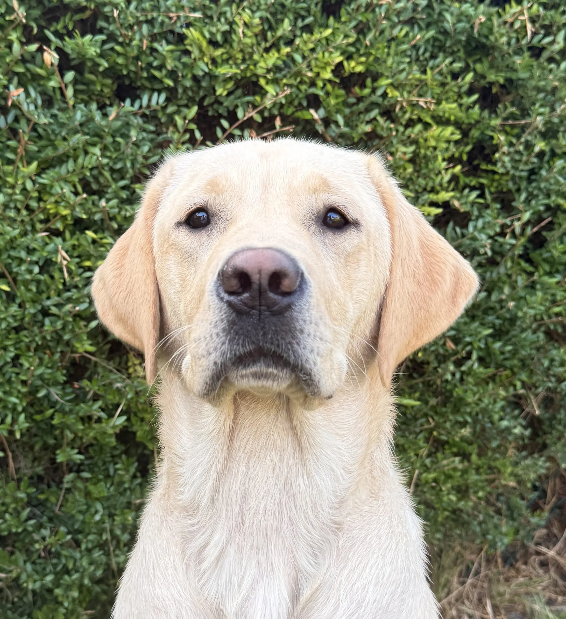 portretfoto van blonde hond voor heg buiten