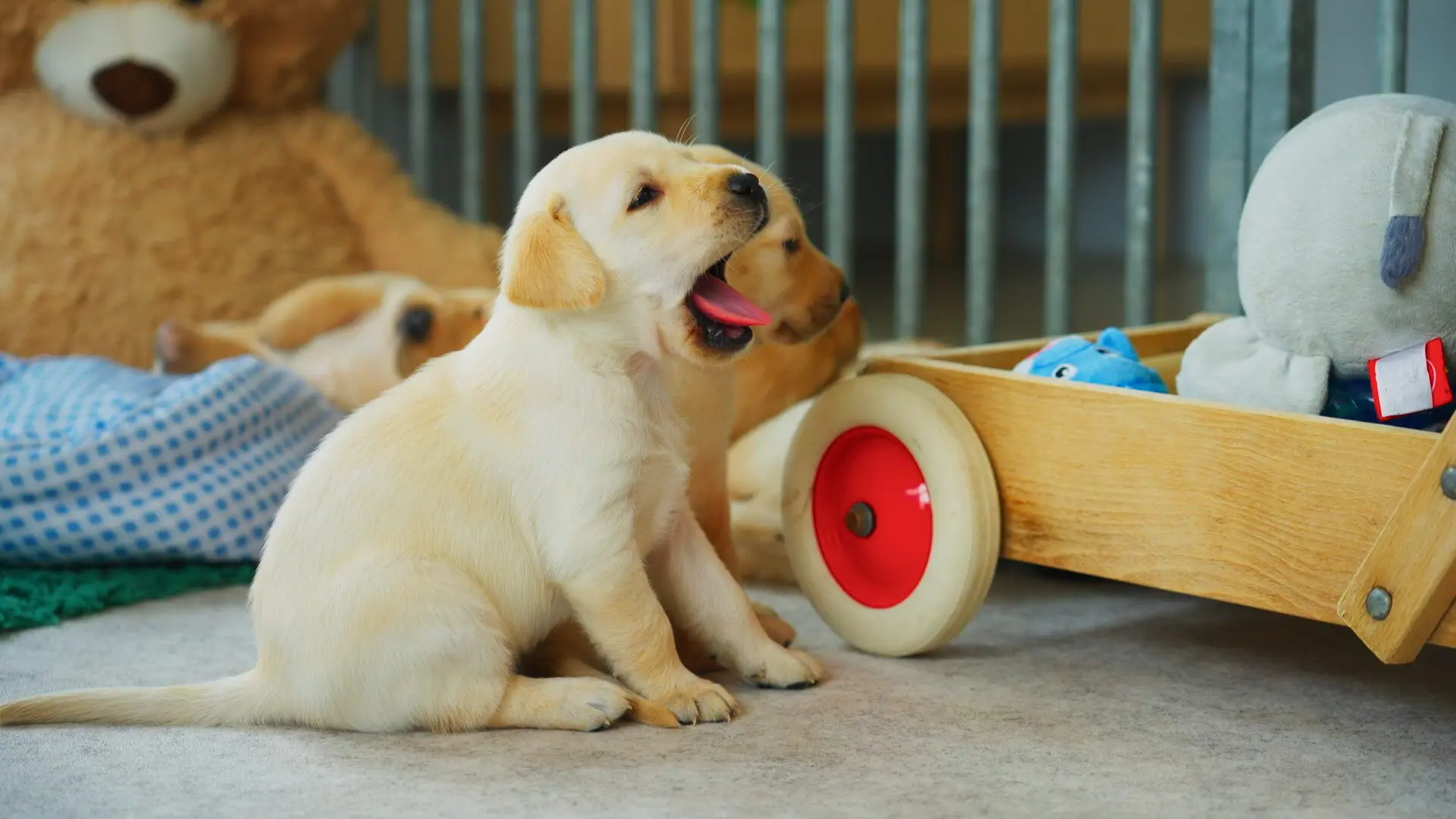 kleine blonde pup gaapt uitgebreid. Achter de pup is nog een pup te zien, een houten speelgoedwagentje en een gedeelte van een grote knuffelbeer.