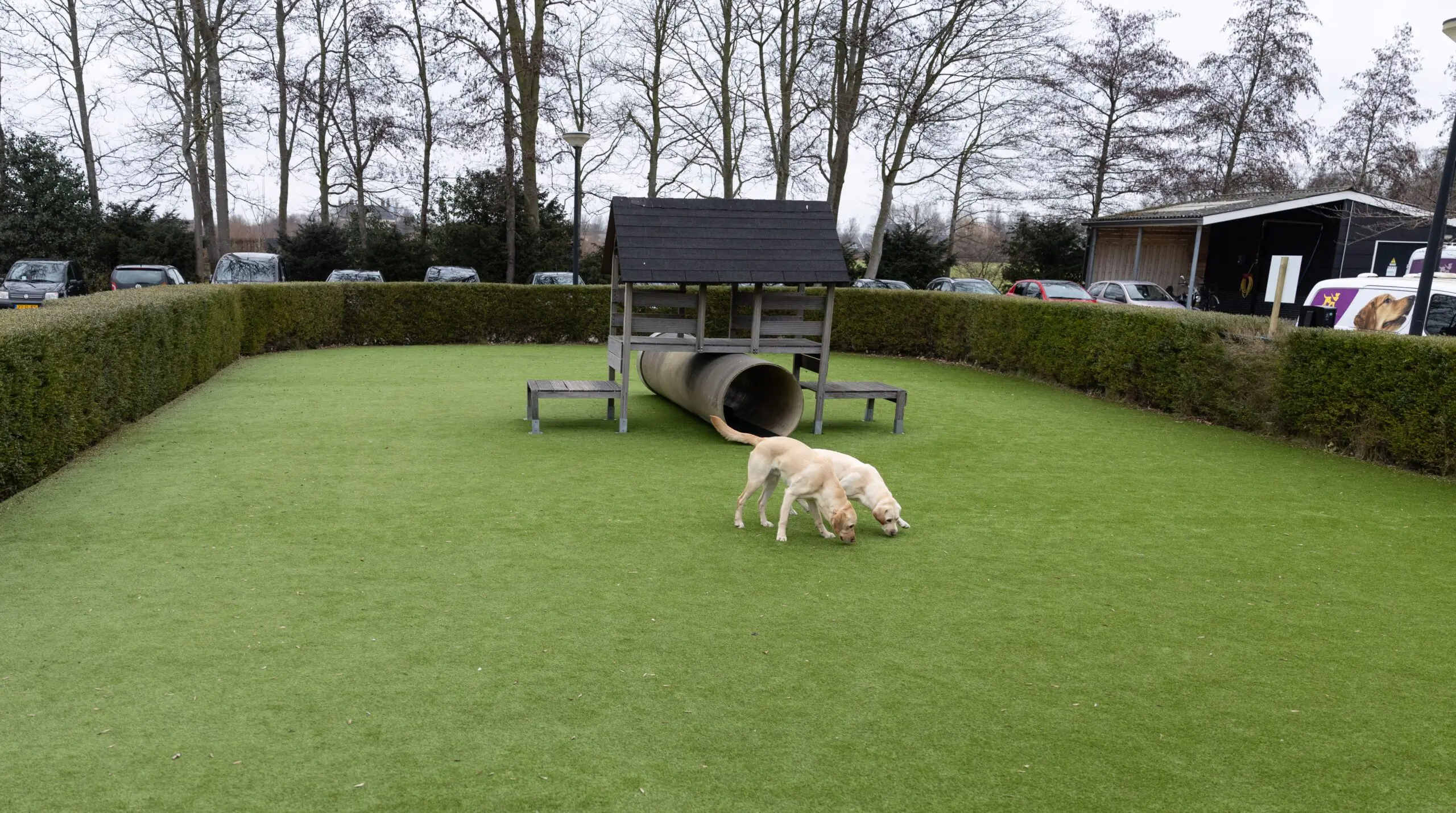 Twee honden snuffelen op het nieuwe kunstgras bij de kennels
