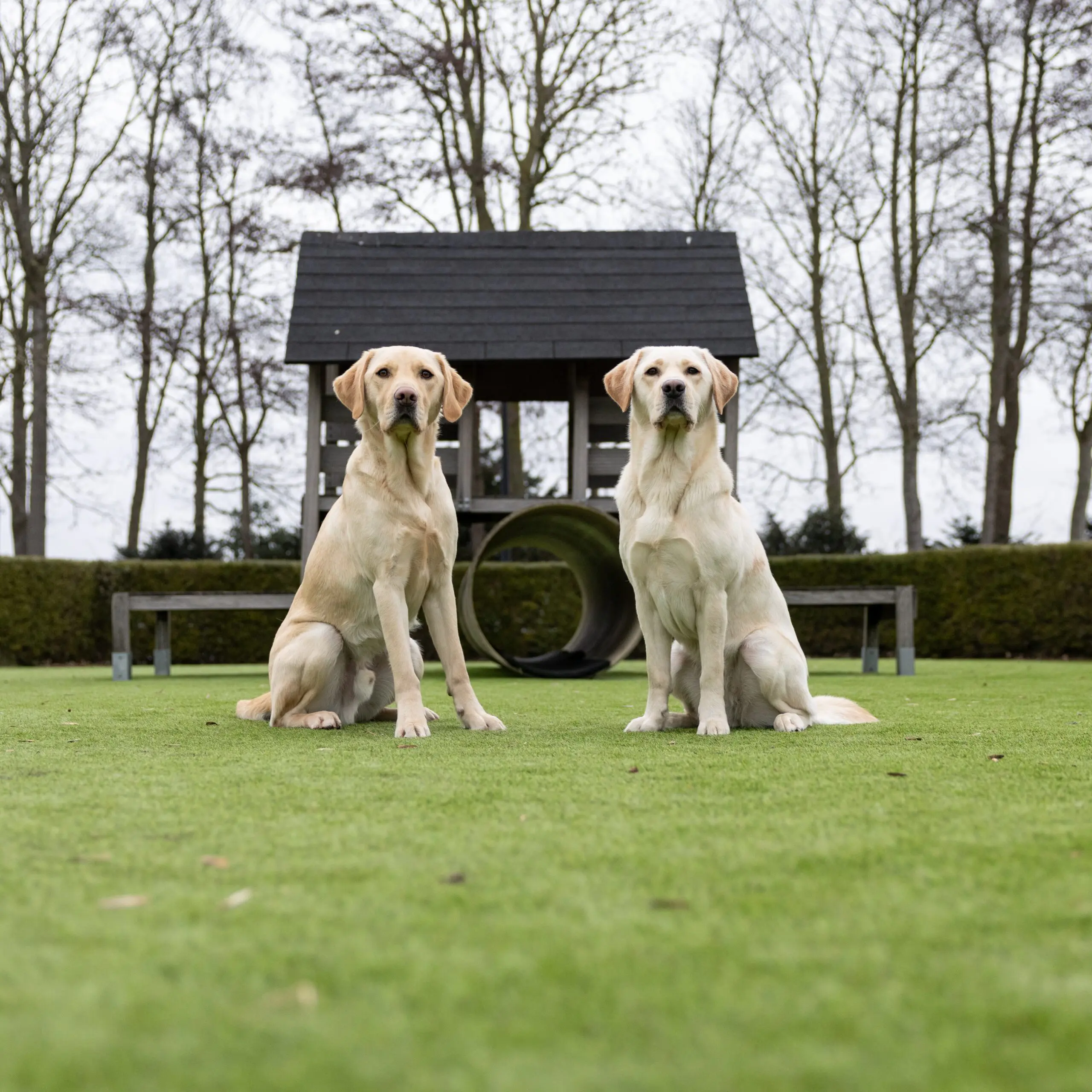 Twee blonde labradors zitten naast elkaar op nieuw kunstgras bij de kennels