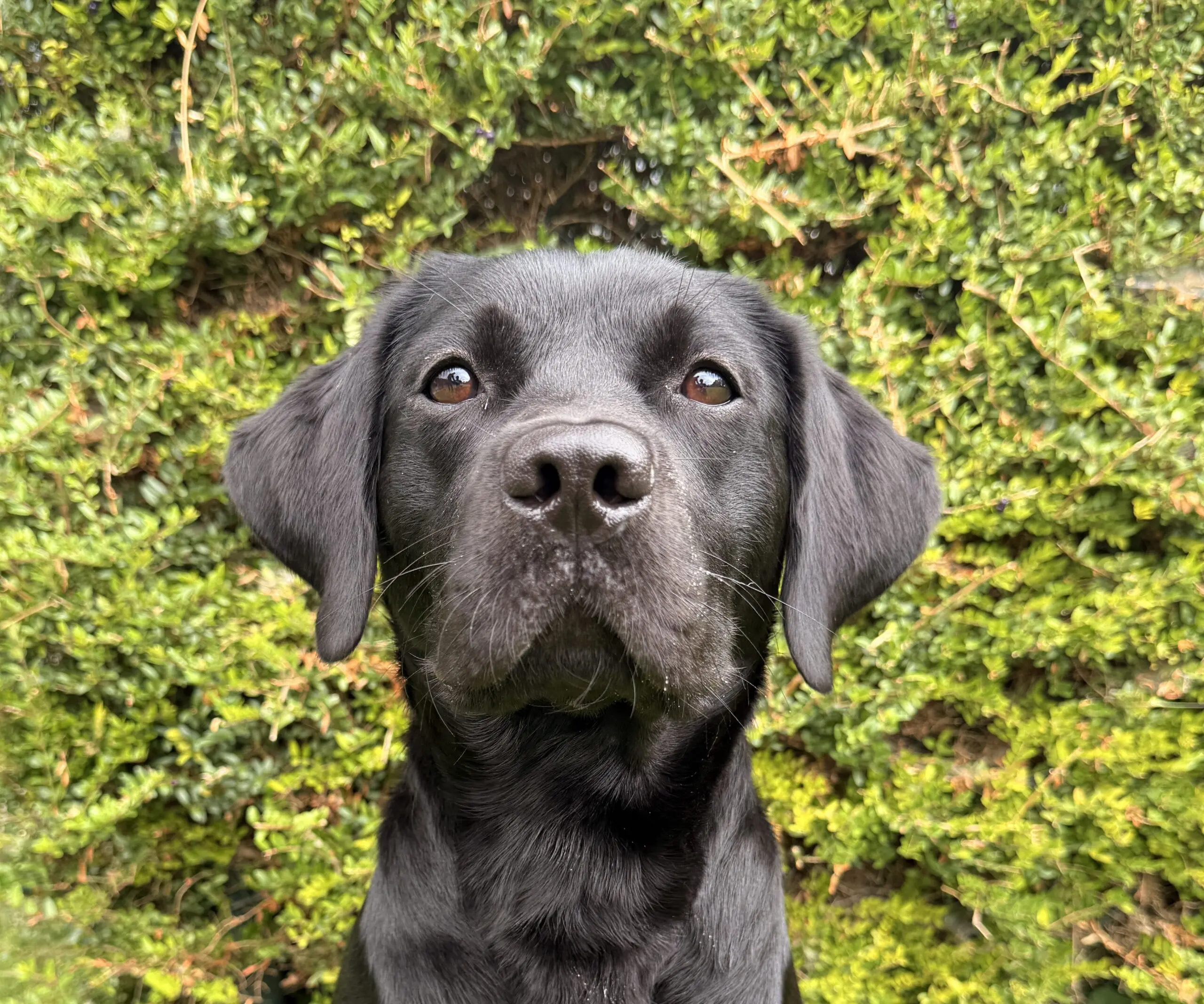 Zwarte labrador, naam Alma, kijkt recht in de camera met een groene heg als achtergrond