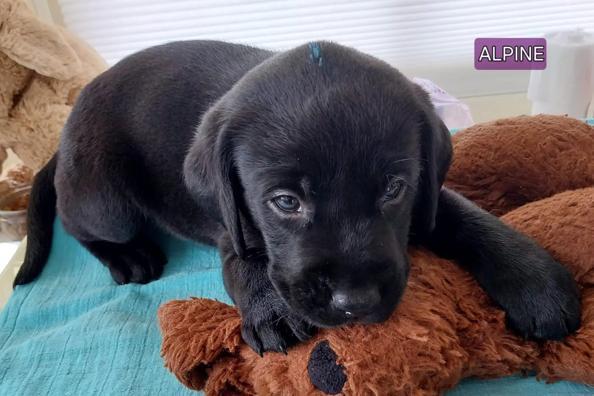 Een zwarte pup, naam Alpine, ligt op een kleedje met zijn speelt een pluche konijn