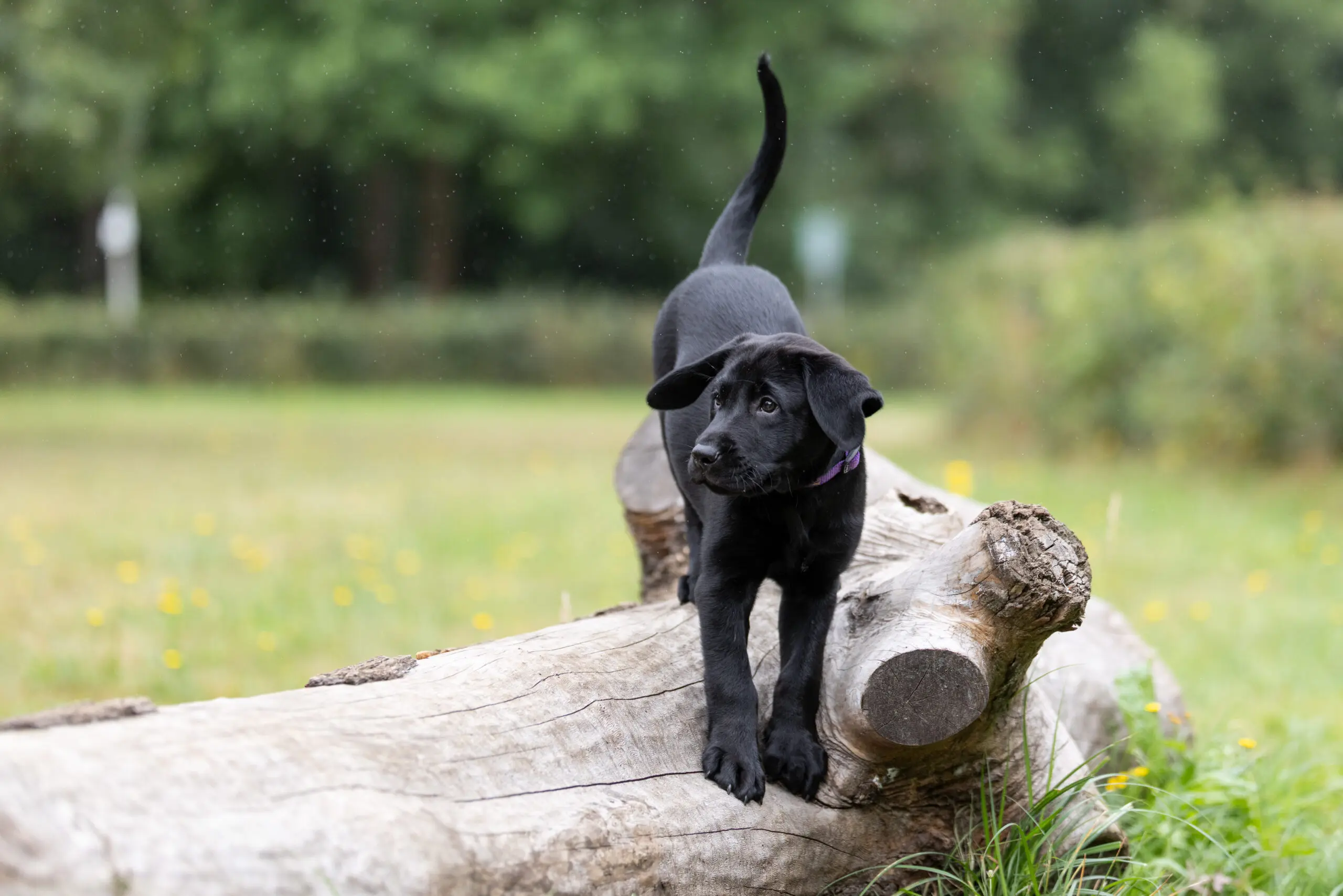 Een zwarte labrador, naam Alpine, loopt balancerend over een boomstam