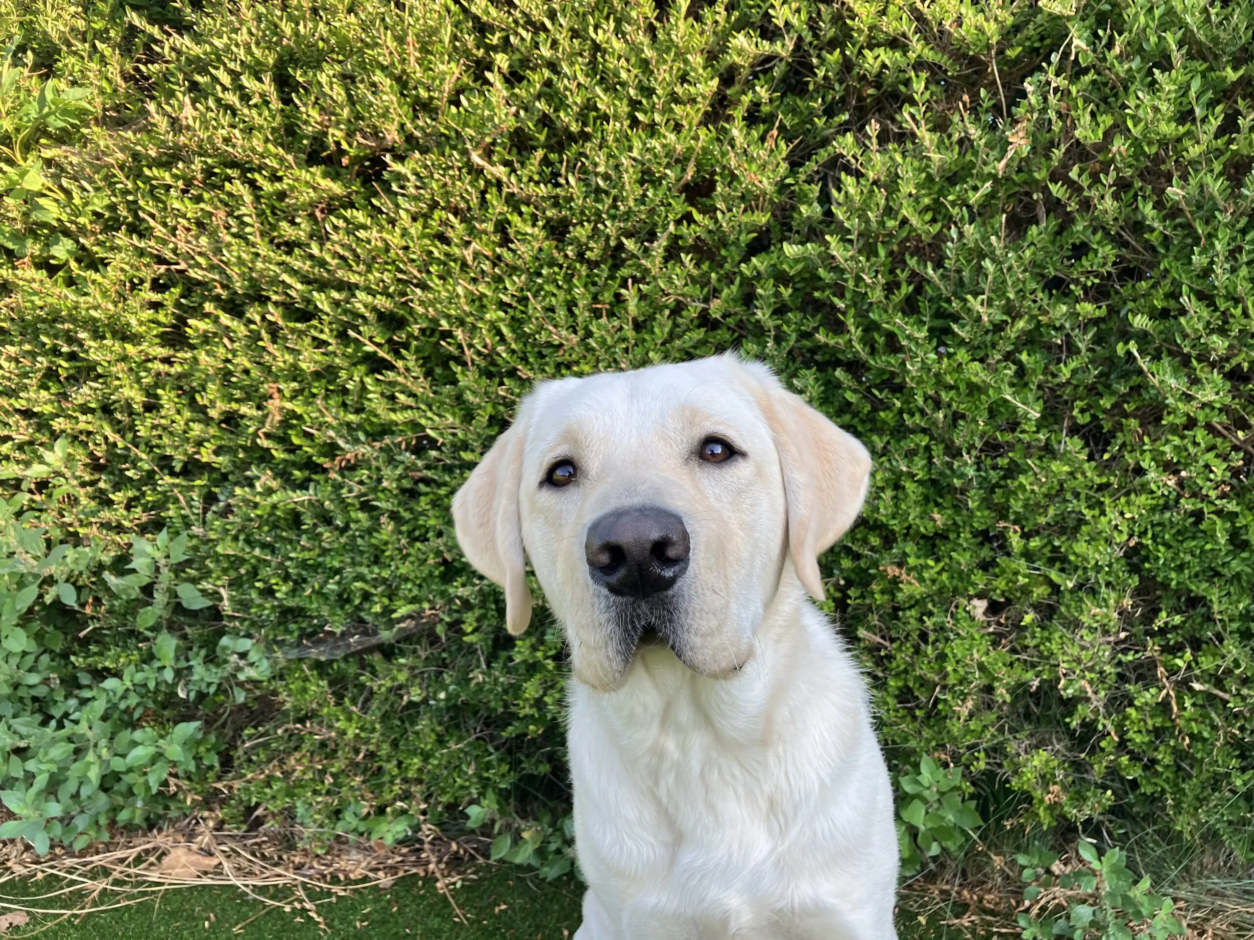 Blonde labrador, naam Alwin, kijkt naar de camera met een groene heg als achtergrond