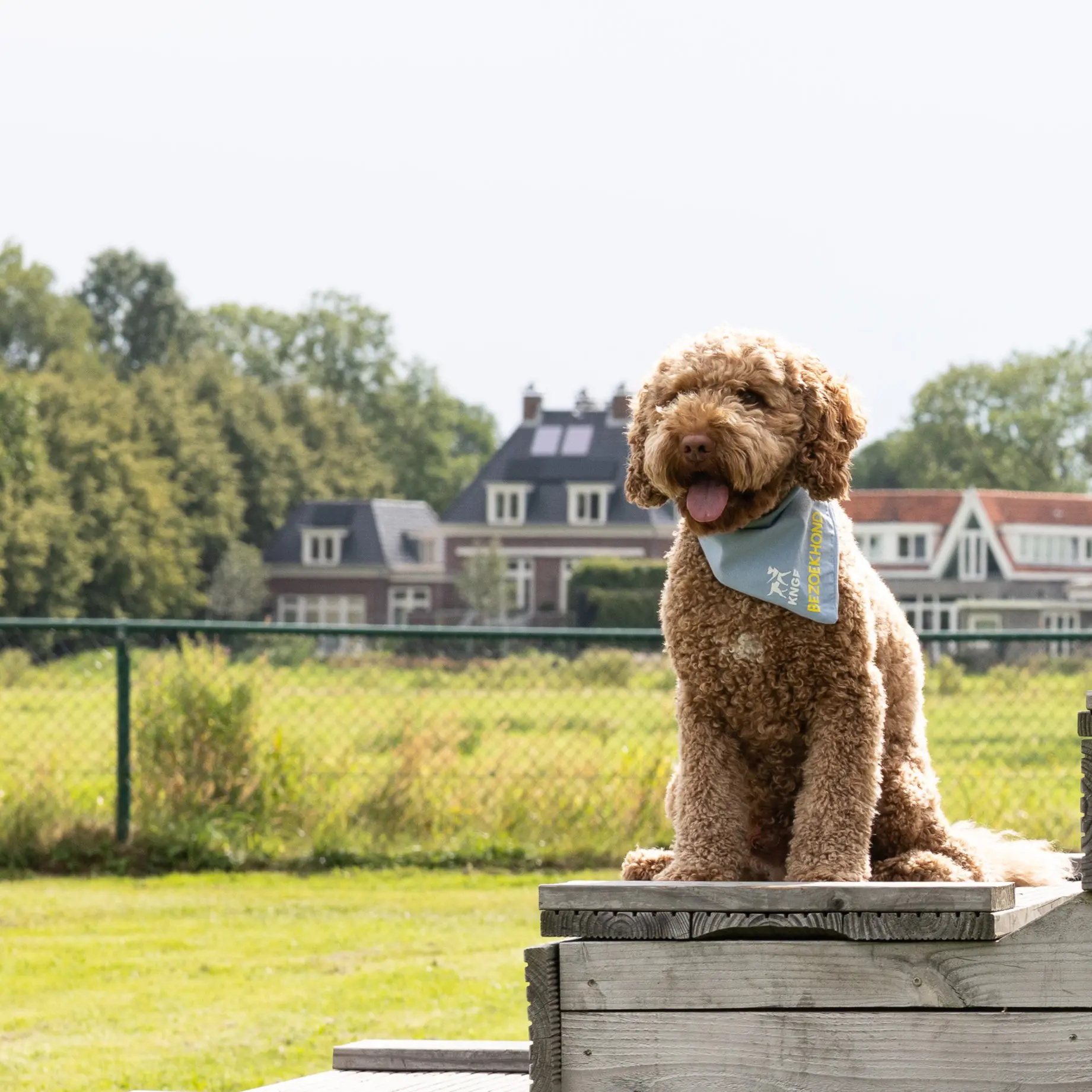 Labradoodle Boef op een bankje met zijn Bezoekhondenbandana om