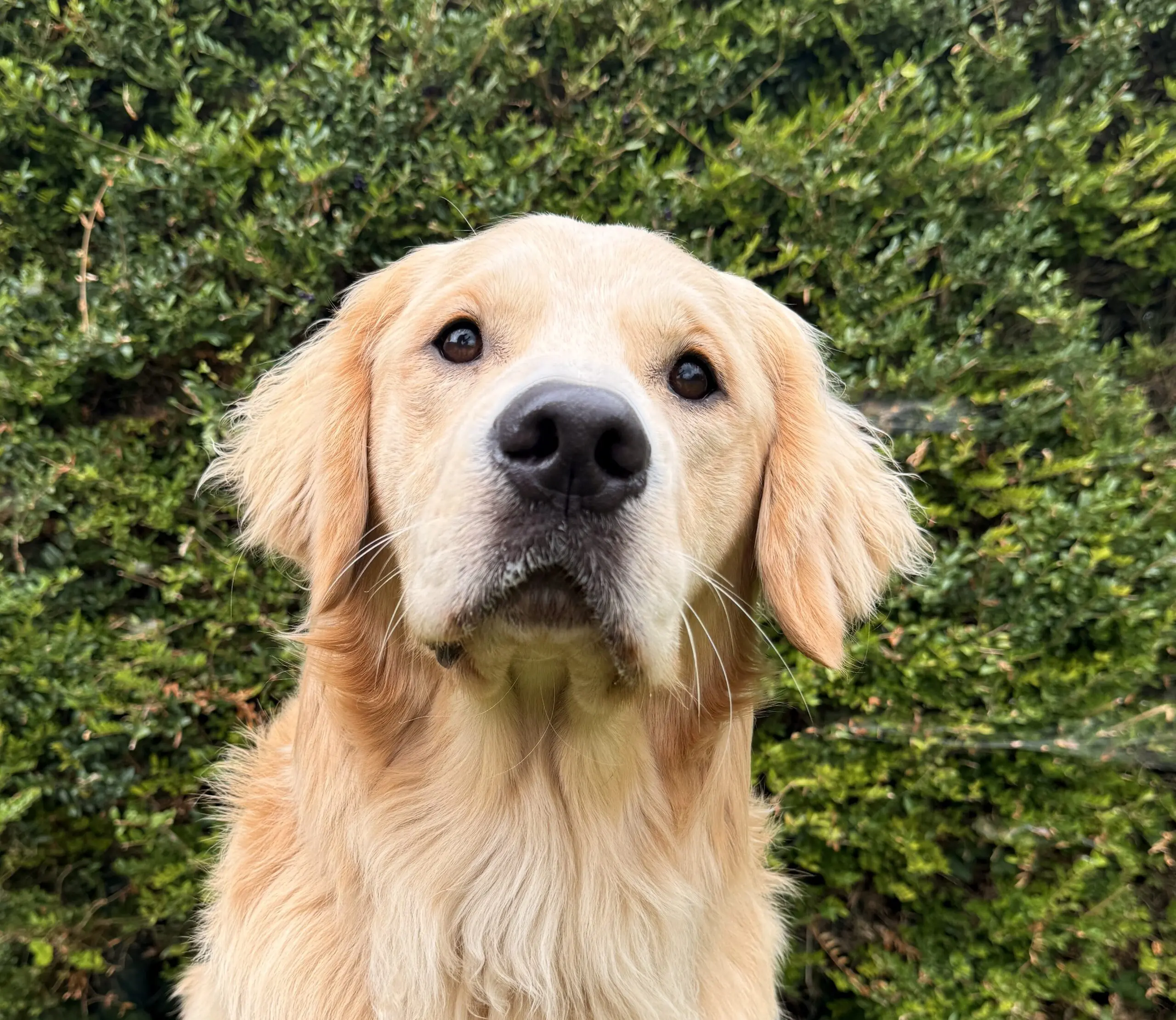 Blonde golden retriever, naam Clint, kijkt richting de camera met een groene heg op de achtergrond