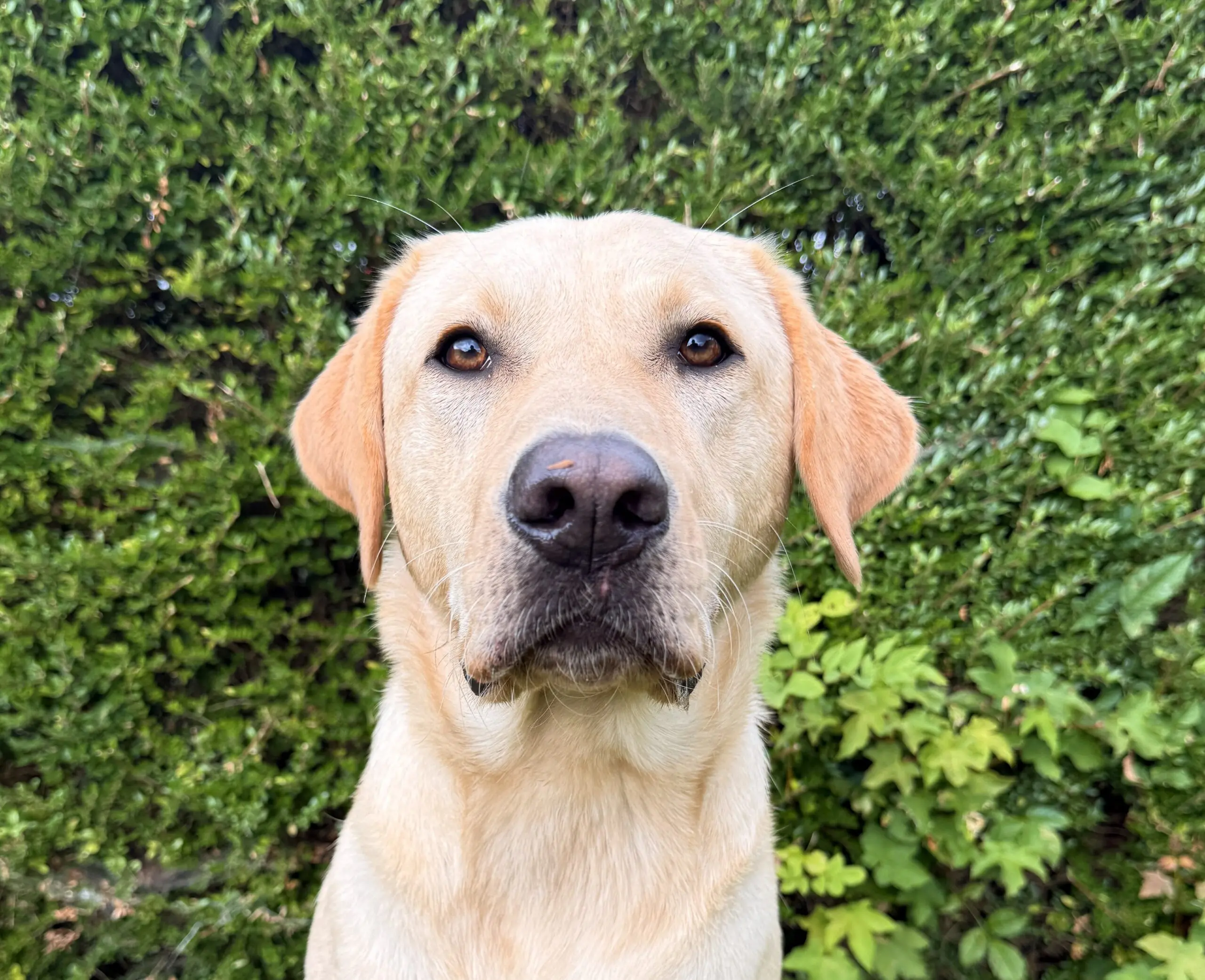Blonde labrador, naam Dapper, kijkt richting de camera met een groene heg als achtergrond
