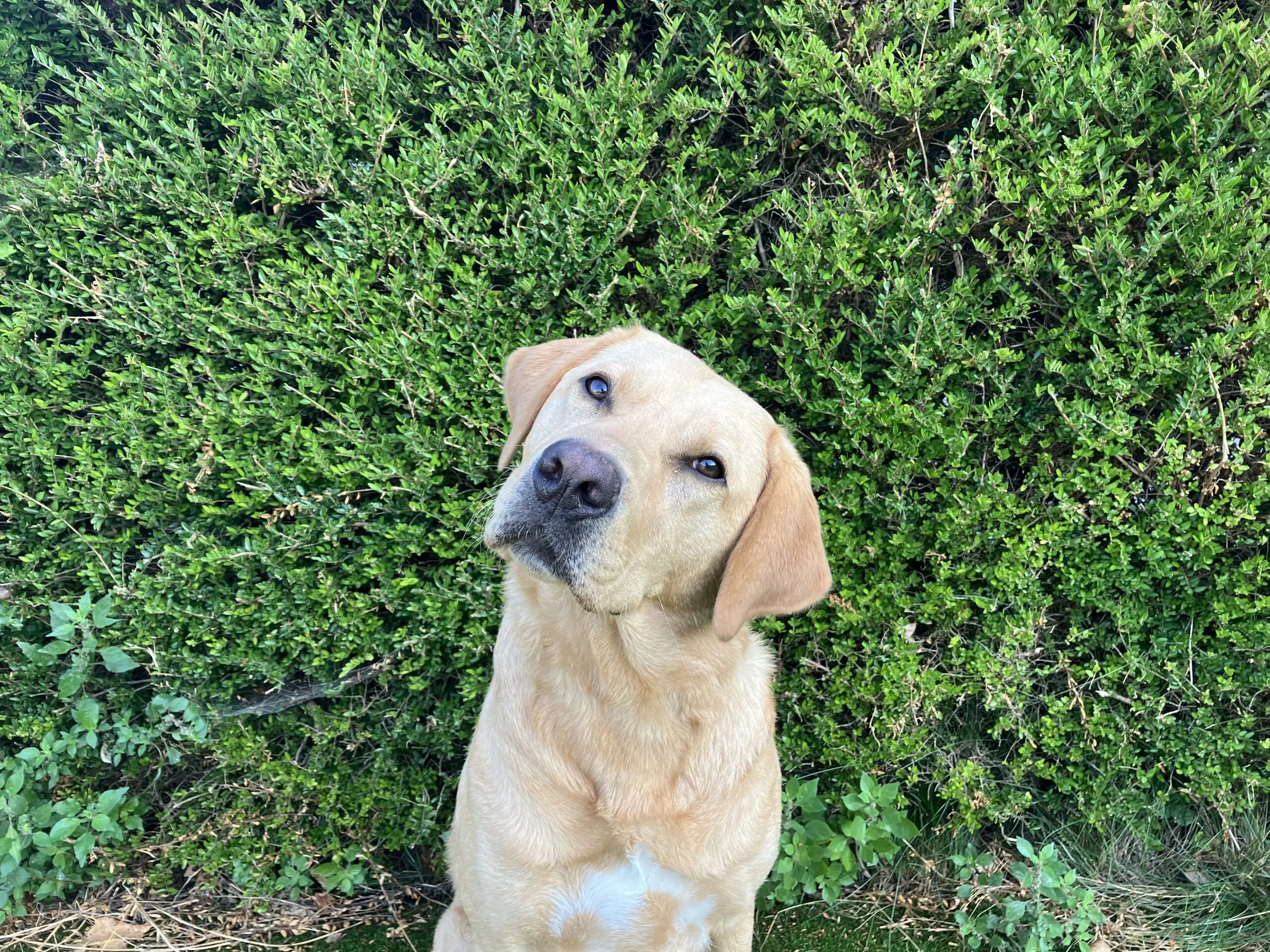 Gele labrador kijkt, met een schuine kop, naar de camera met een groene heg op de achtergrond