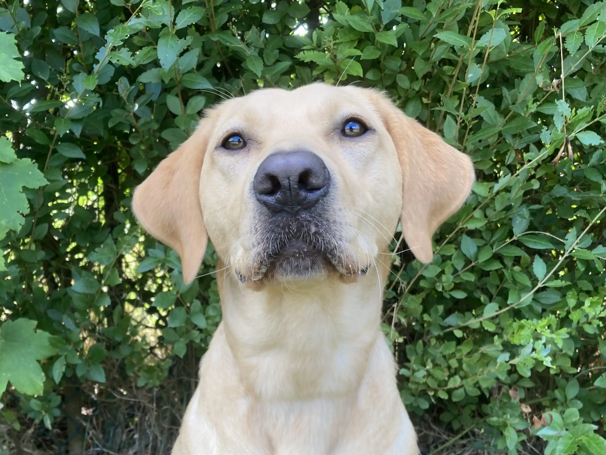 Een gele labrador, naam Dodo, kijkt richting de camera met een groene heg op de achtergrond