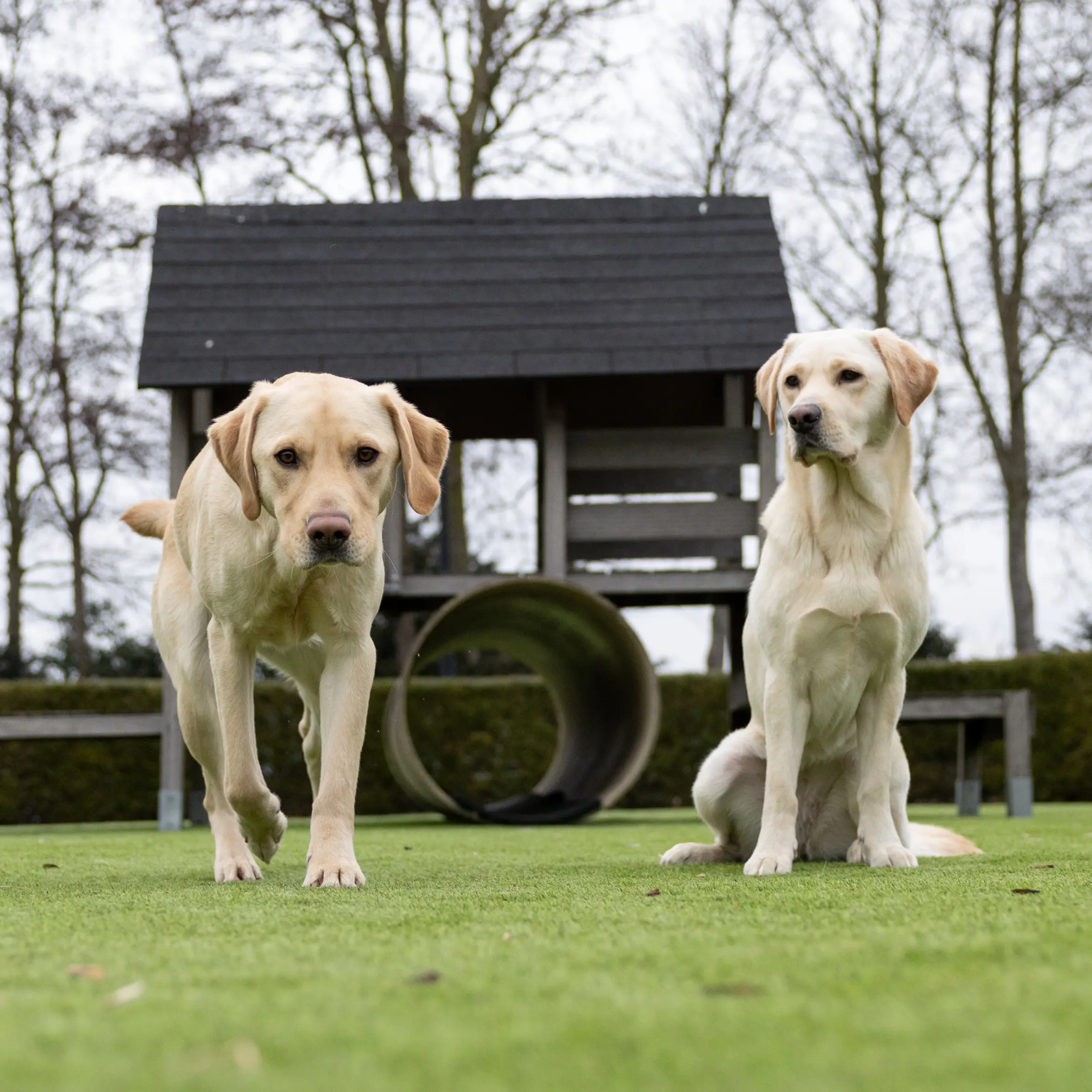 Twee blonde labradors zitten op nieuw kunstgras bij de kennels, een hond komt op je af gelopen