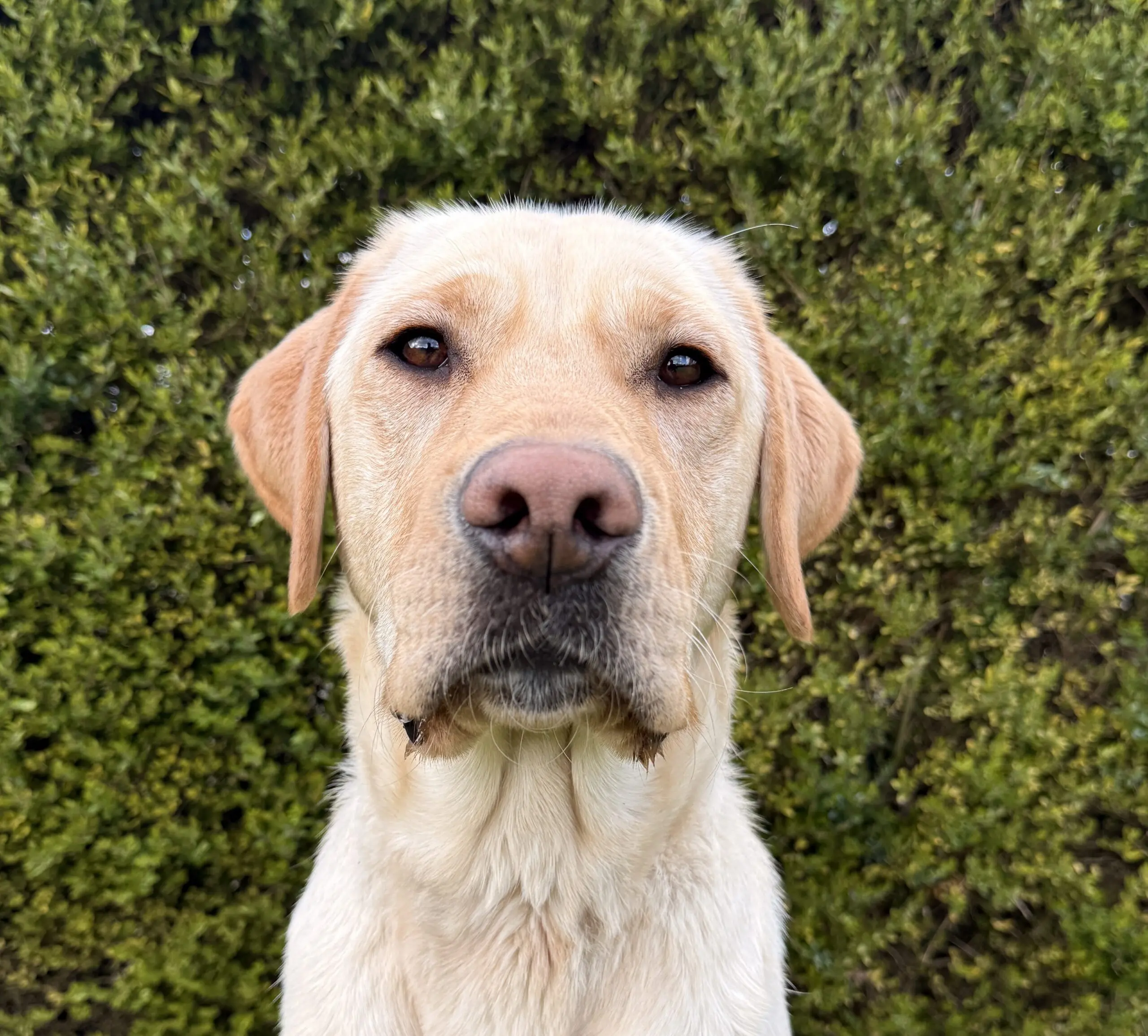 Gele labrador retriever, naam Remy, kijkt in de camera met een groene heg als achtergrond