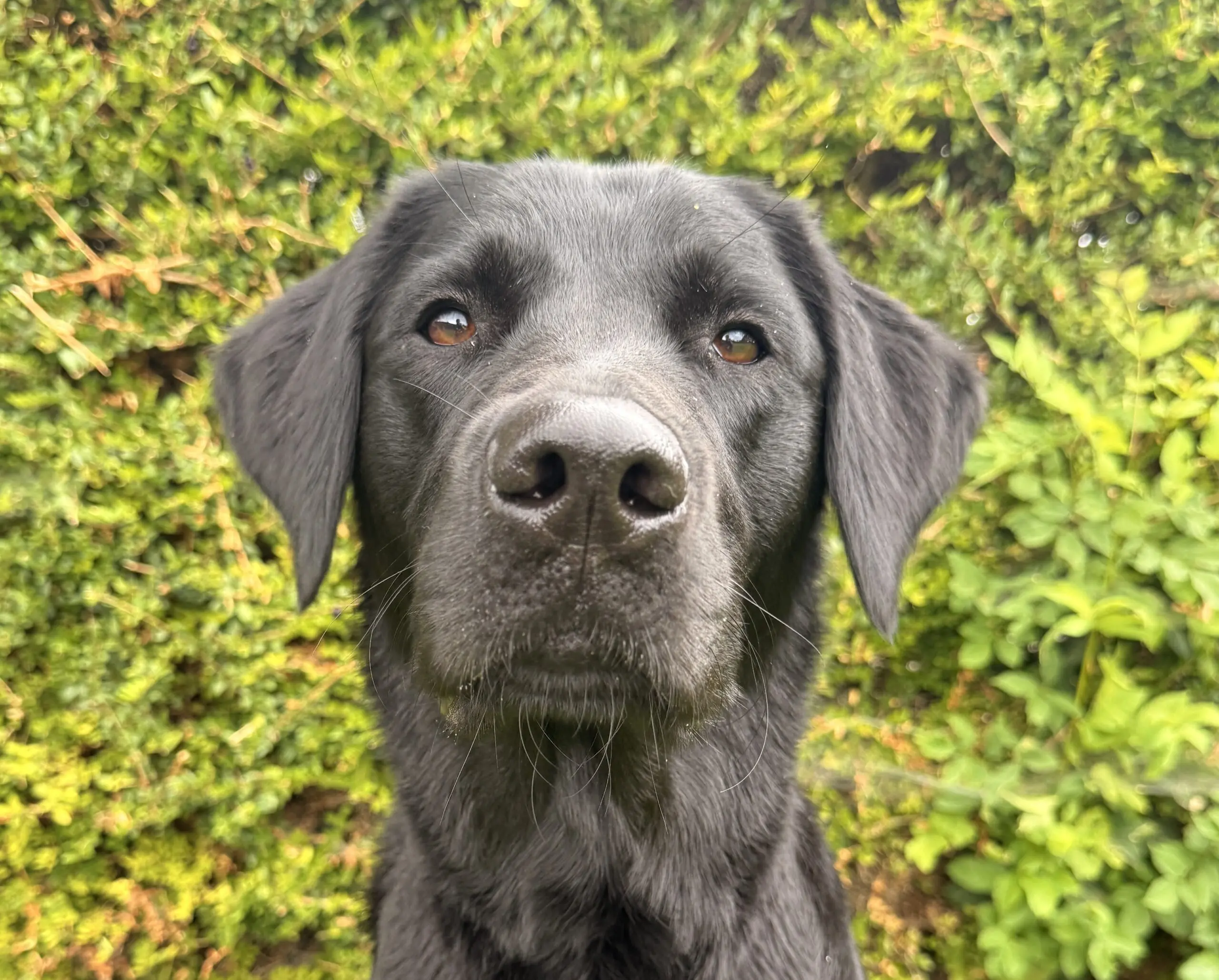 Zwarte labrador, naam Wooley, kijkt richting de camera met een groene heg op de achtergrond