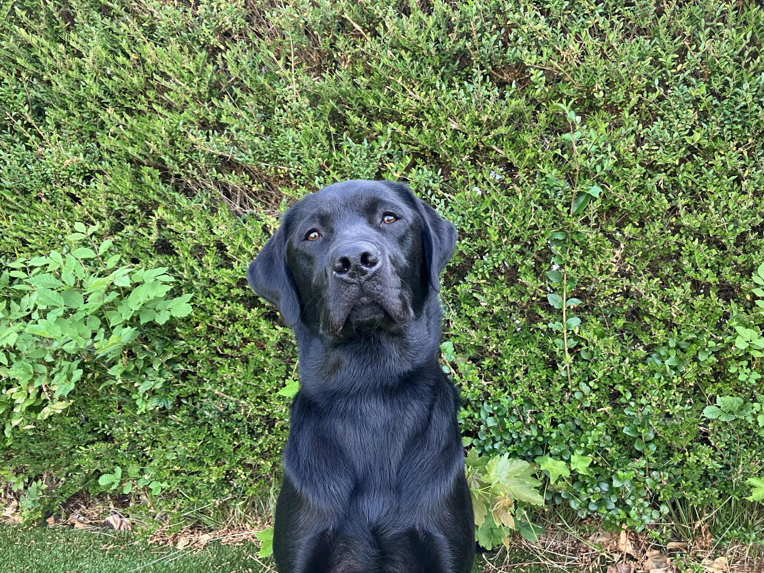Zwarte labrador, naam Xavi, kijkt naar de camera met een groene heg op de achtergrond