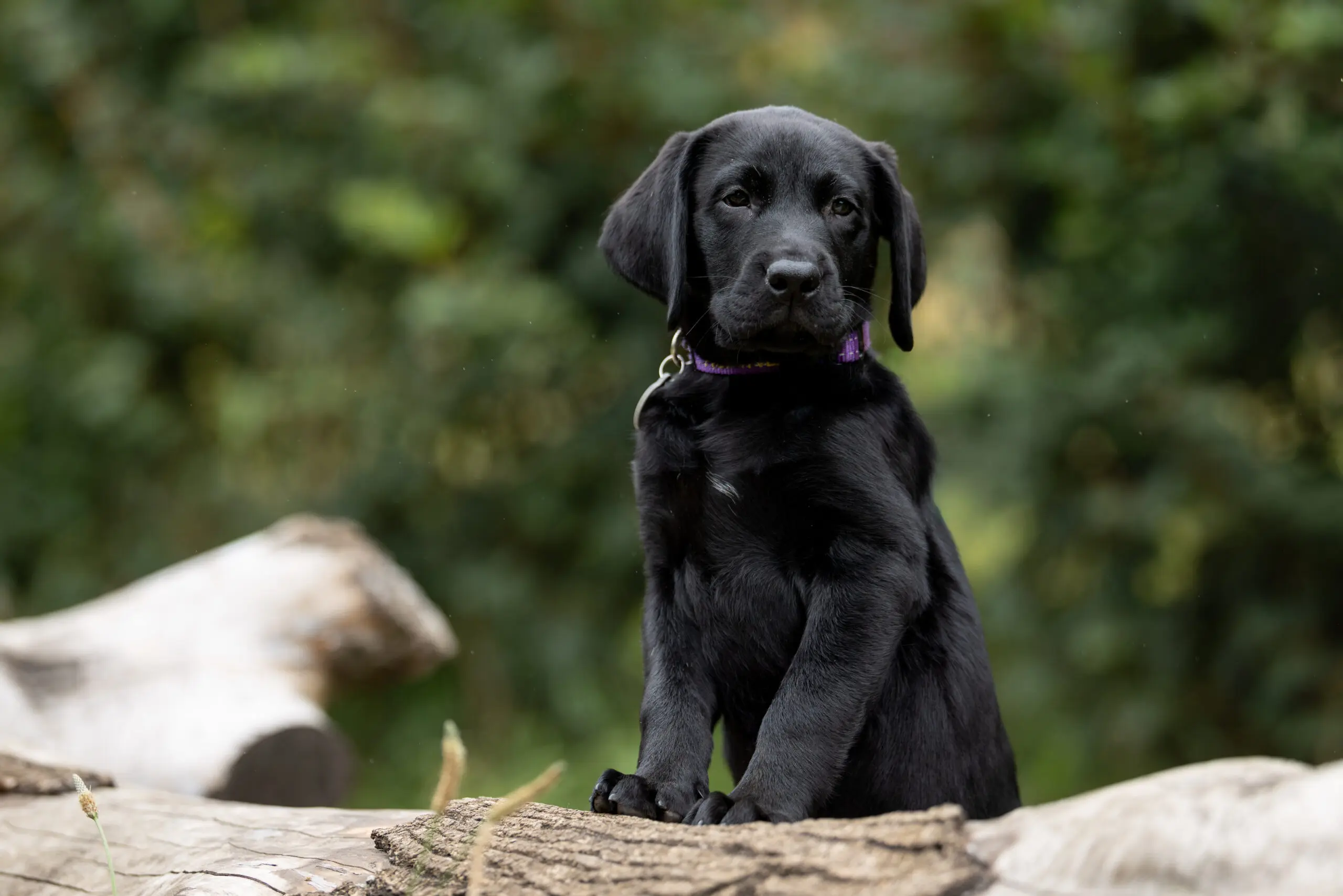 Een zwarte labrador pup, Alpine, staat met zijn voorpoten op een boomstam en kijkt de weide wereld in
