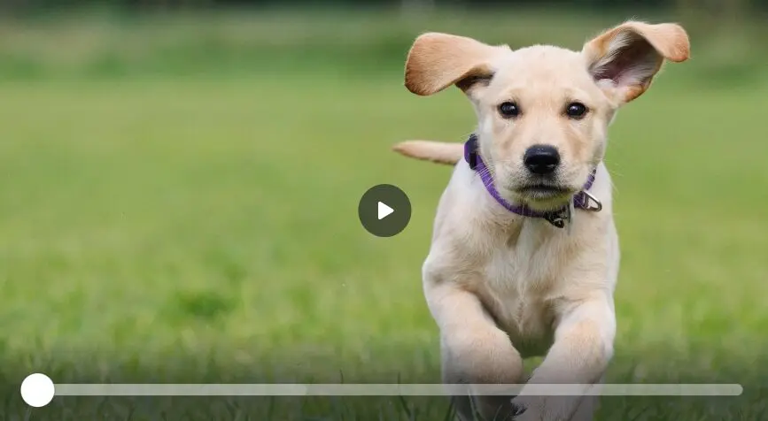 Sponsor een pup promotievideo - blonde labrador pup rent over een grasveld naar de camera toe.