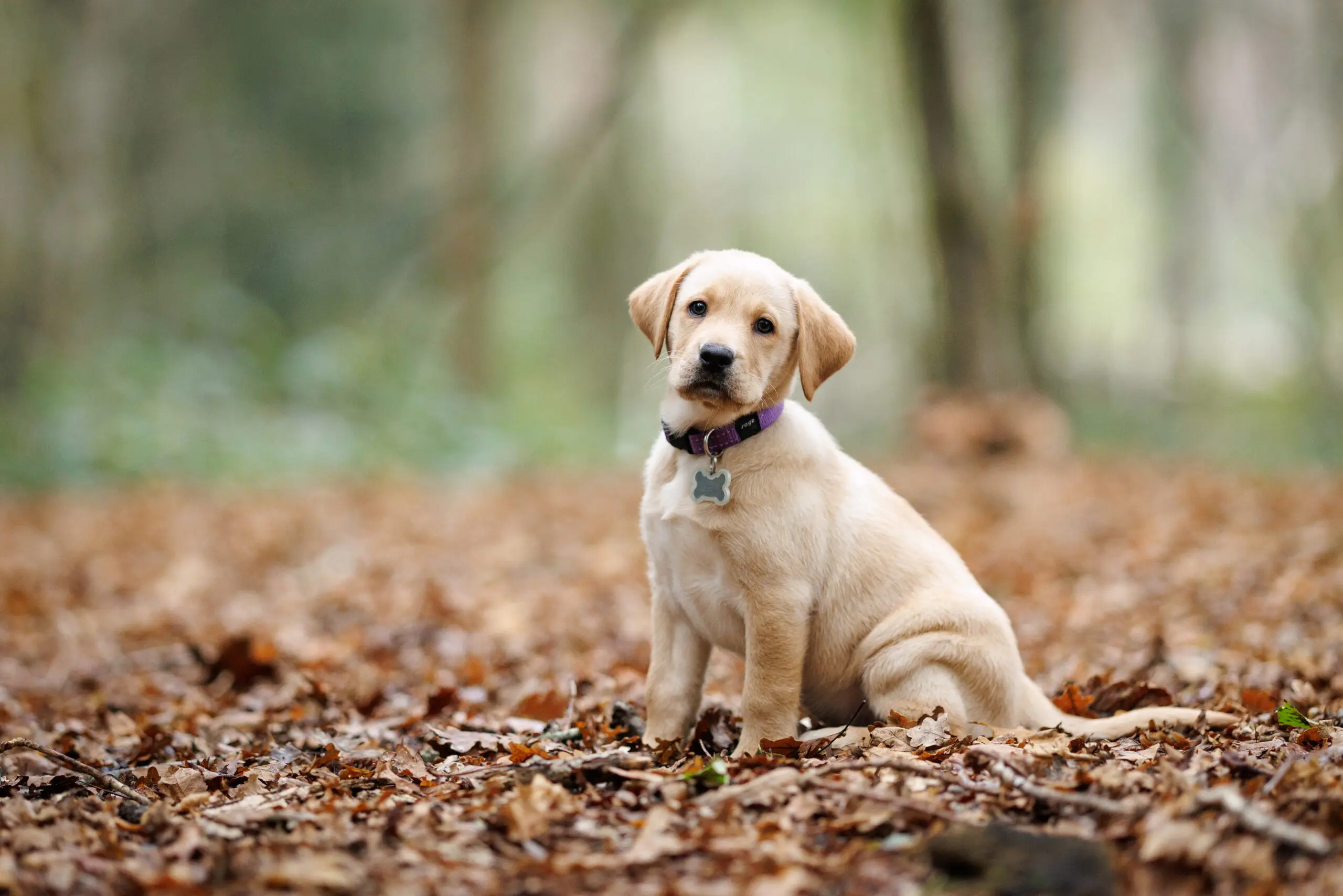 portretfoto van kleine zittende blonde pup in een herfstbos