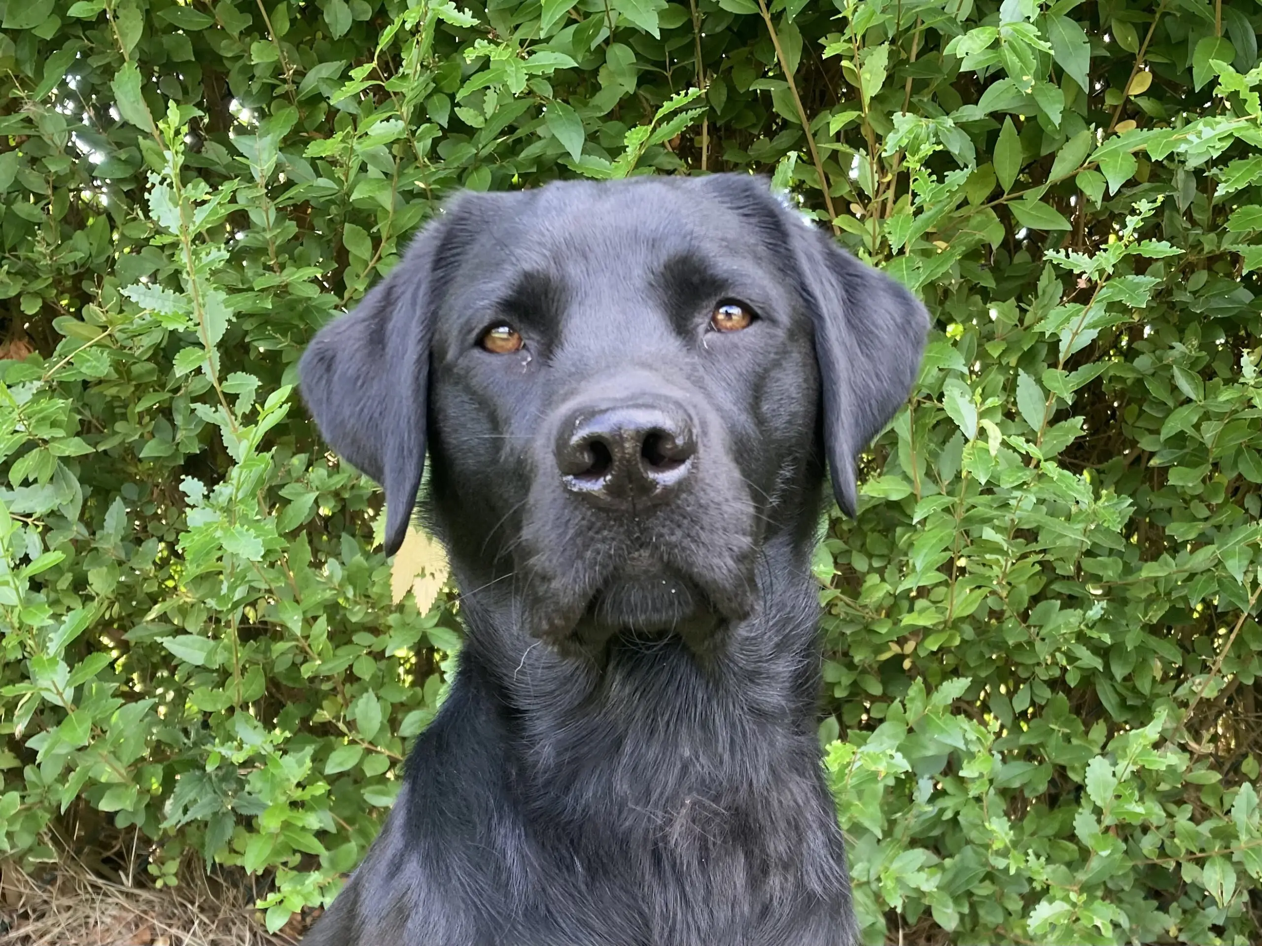 portretfoto van zwarte hond voor groene heg