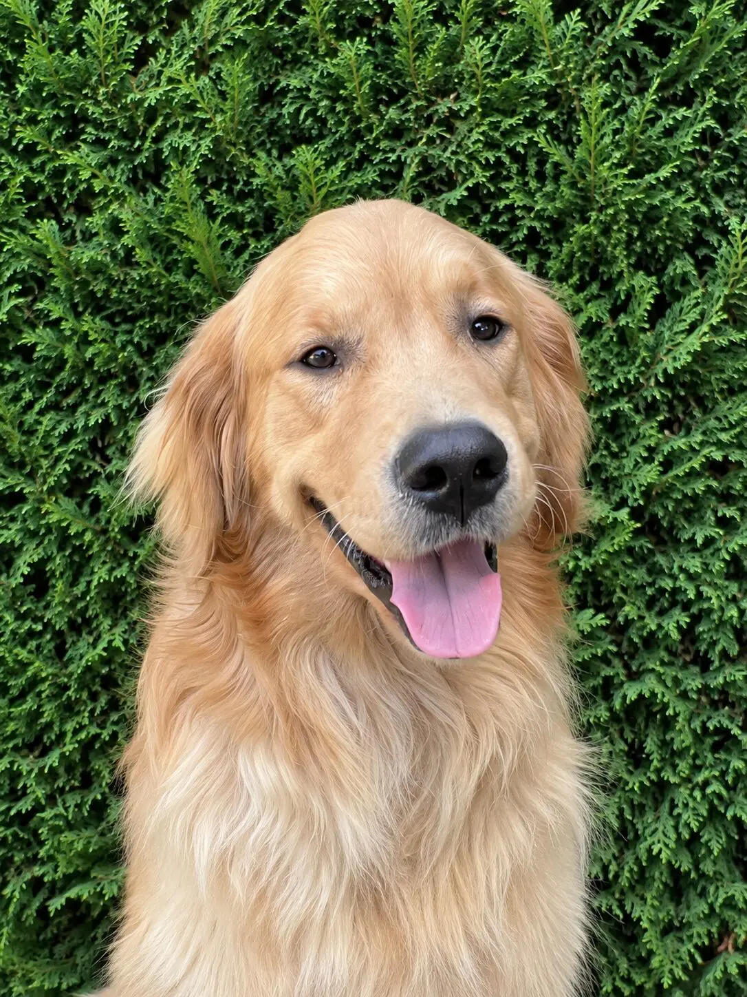 portretfoto van blonde langharige hond buiten voor een heg