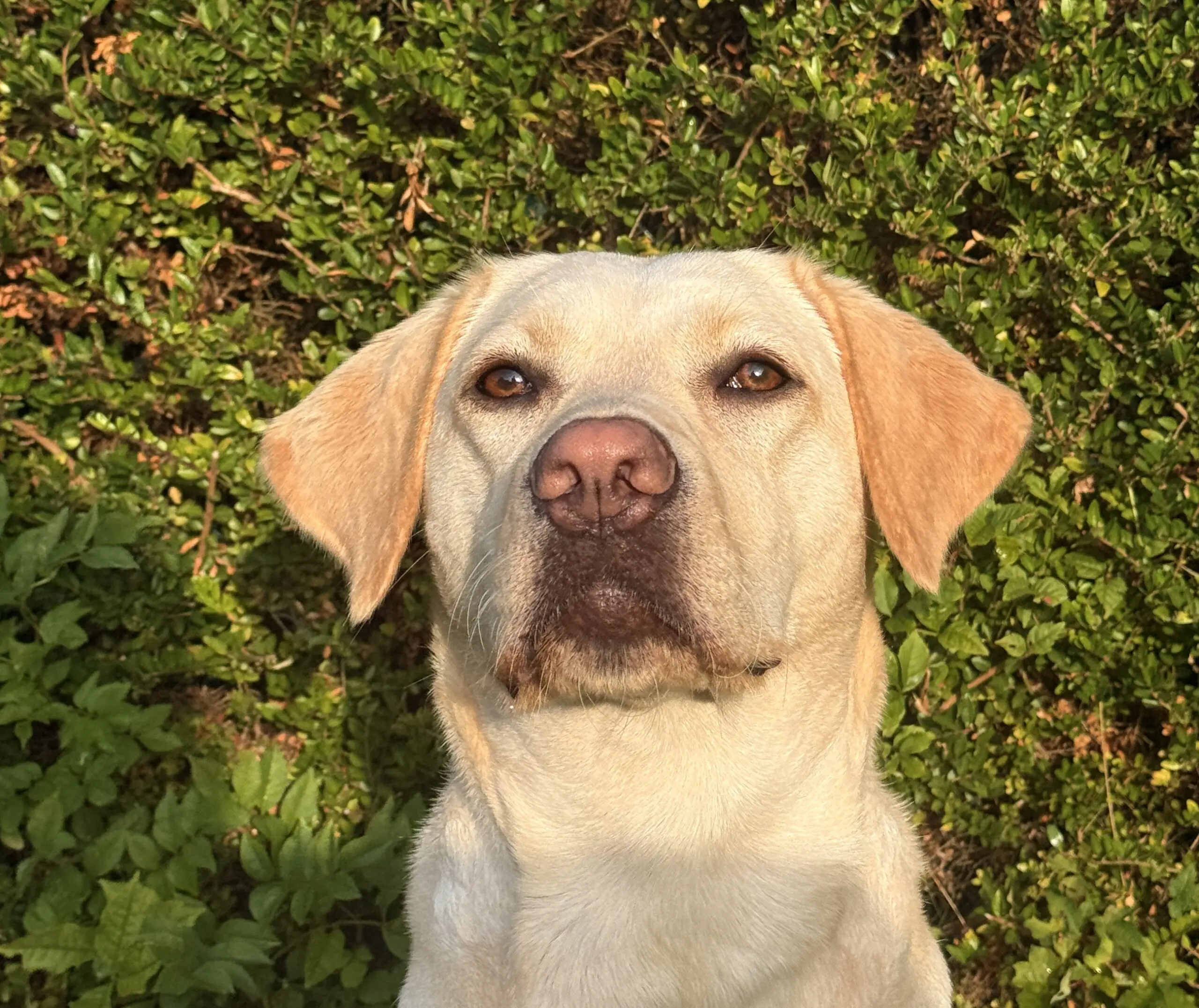 portretfoto van blonde hond voor groene heg