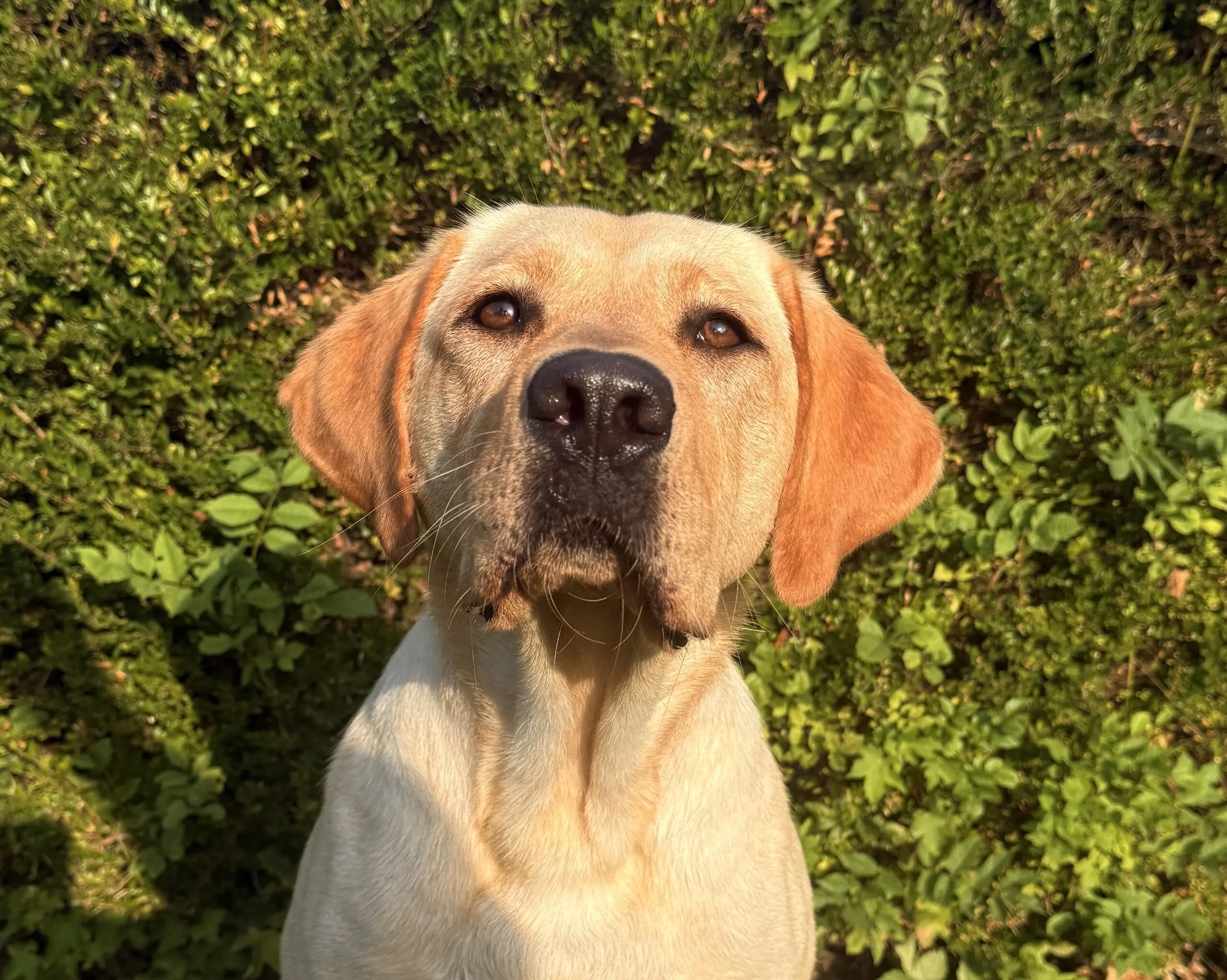 portretfoto van blonde hond voor groene heg