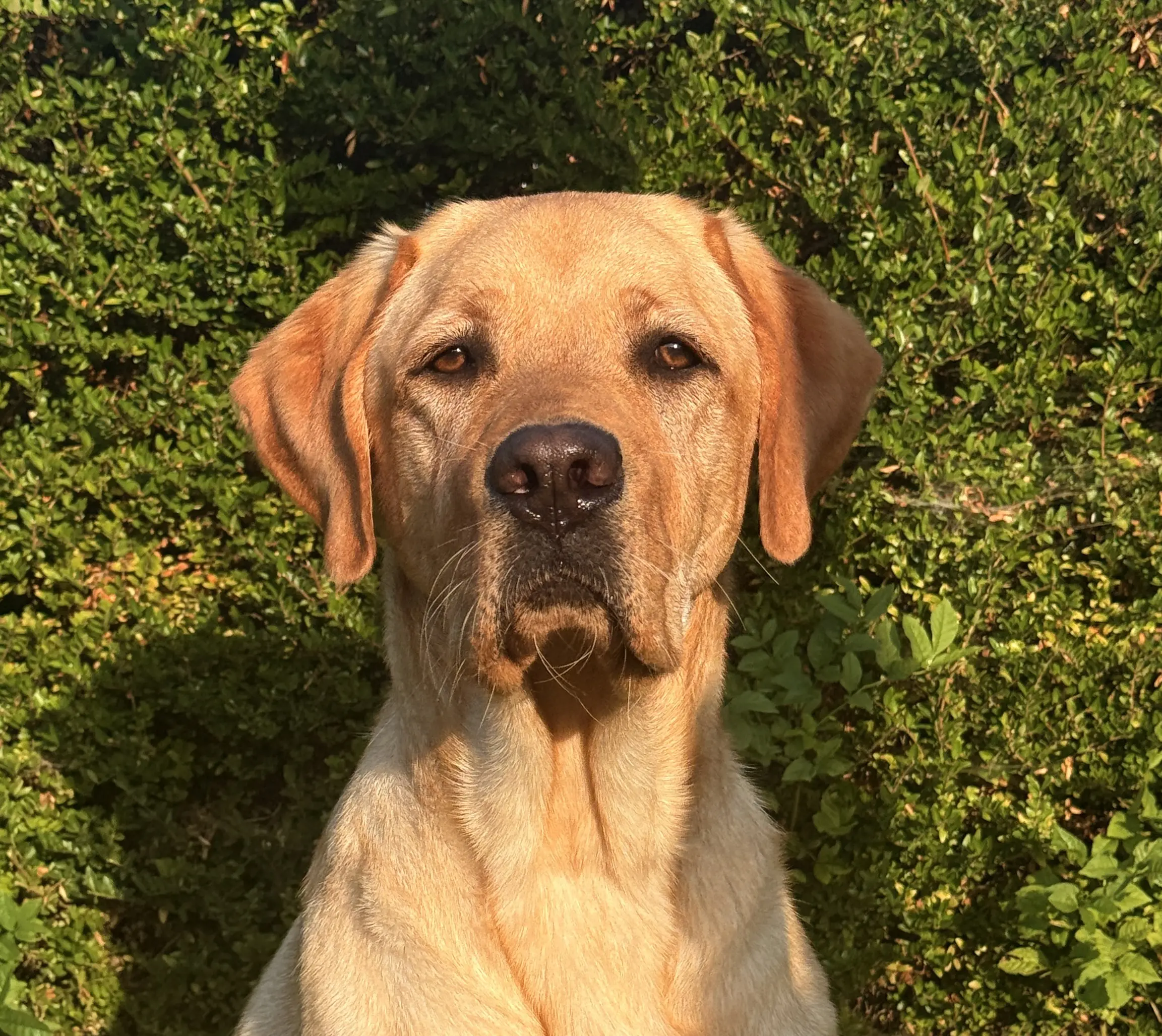 portretfoto van blonde hond voor groene heg